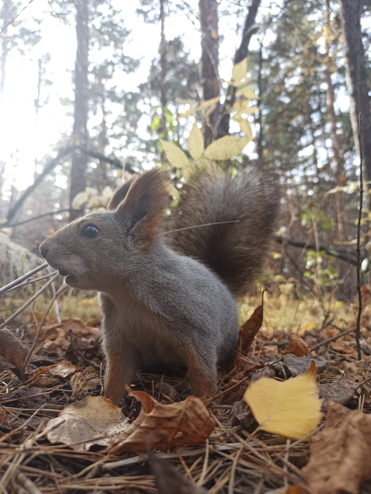Фото Ангара