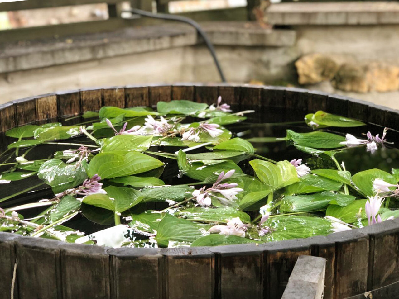 Фото Таёжные дачи