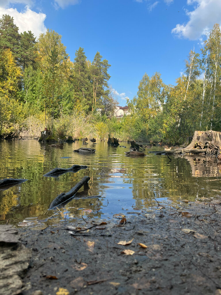 Reviews of Pond with ducks, Novosibirsk, Zolotodolinskaya Street - page 9 - Yand