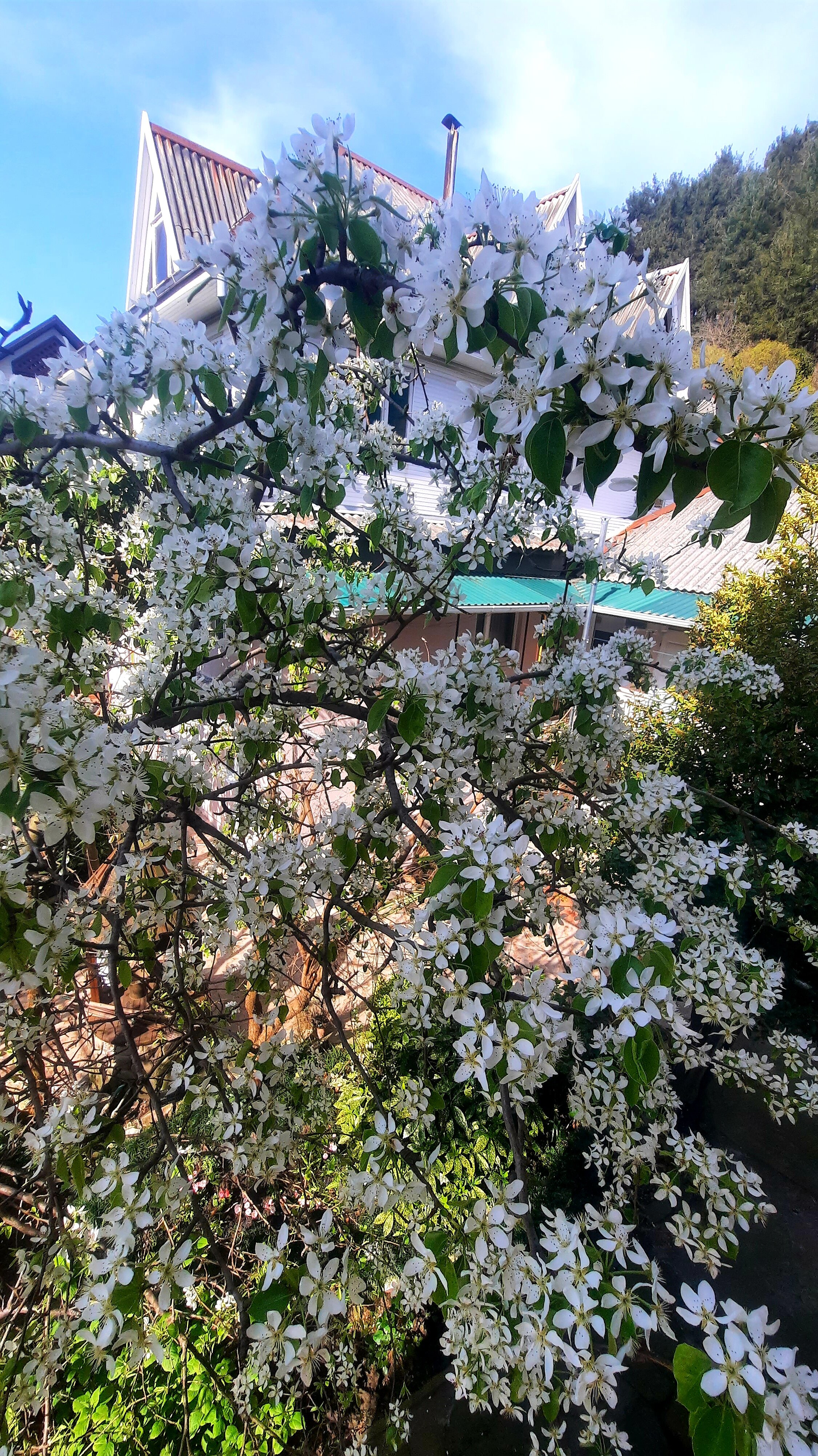 Фото Солоники