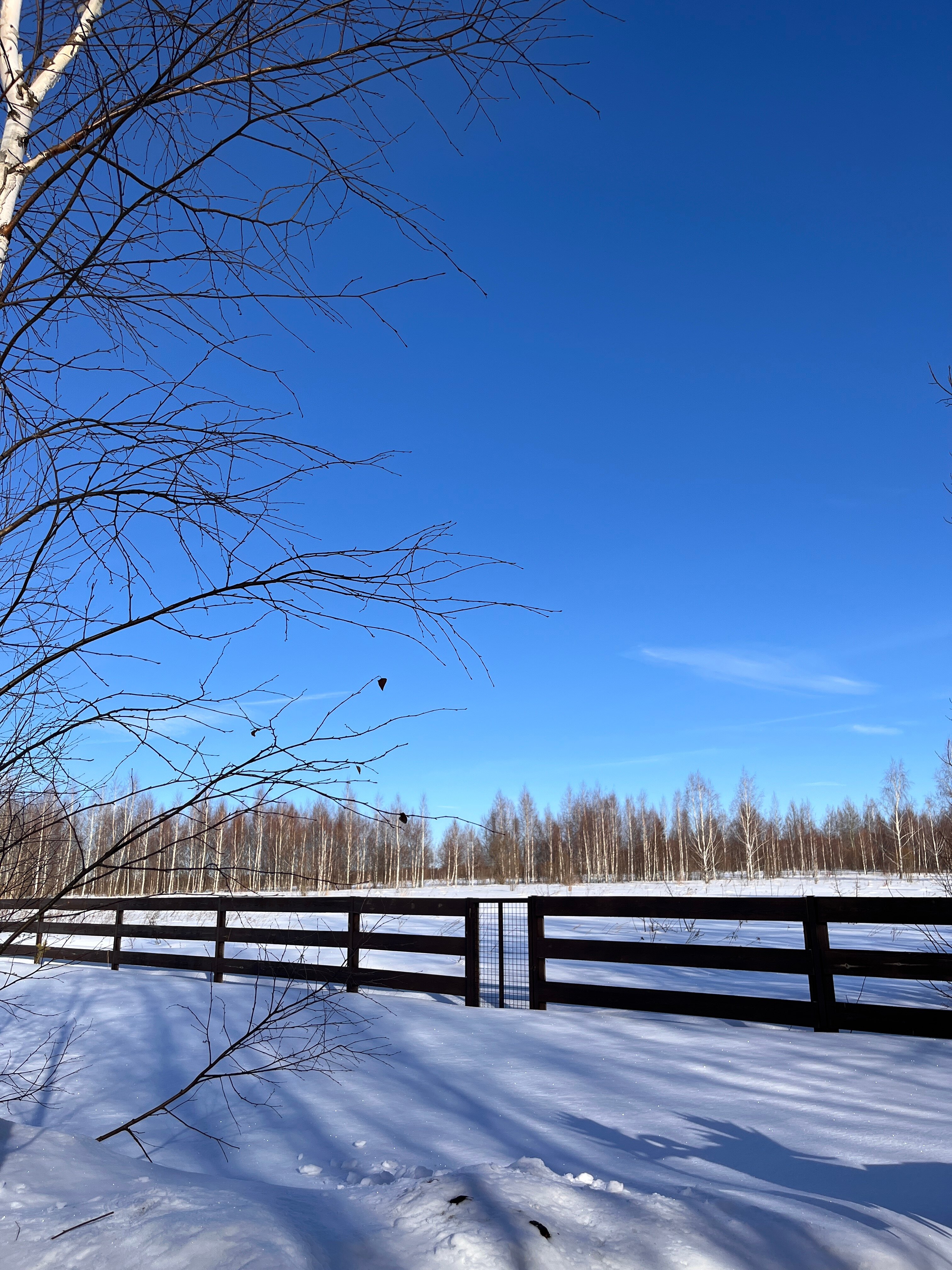 Фото Лес и небо