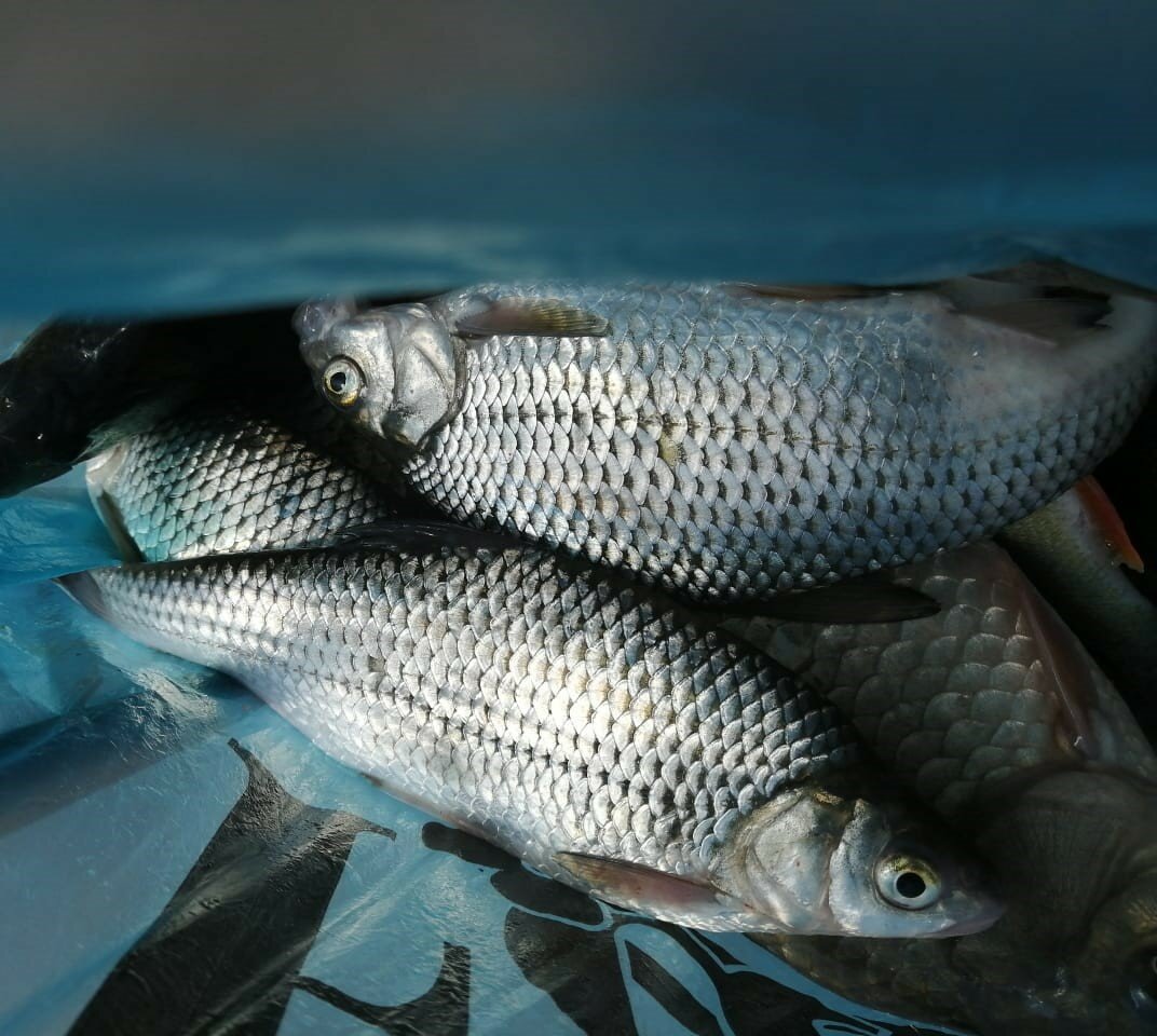 Фото Камышовый рай