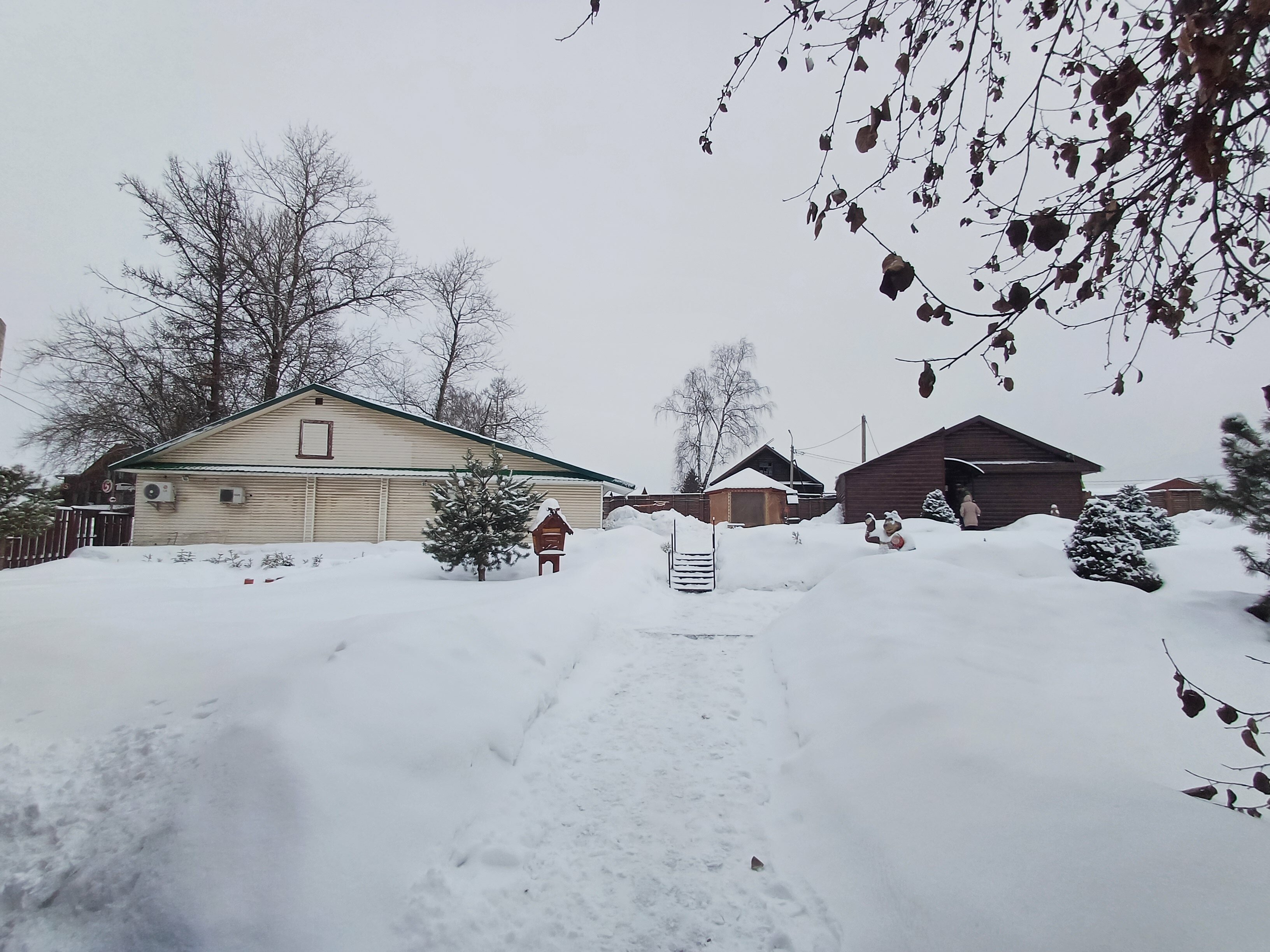 Фото Берёзка