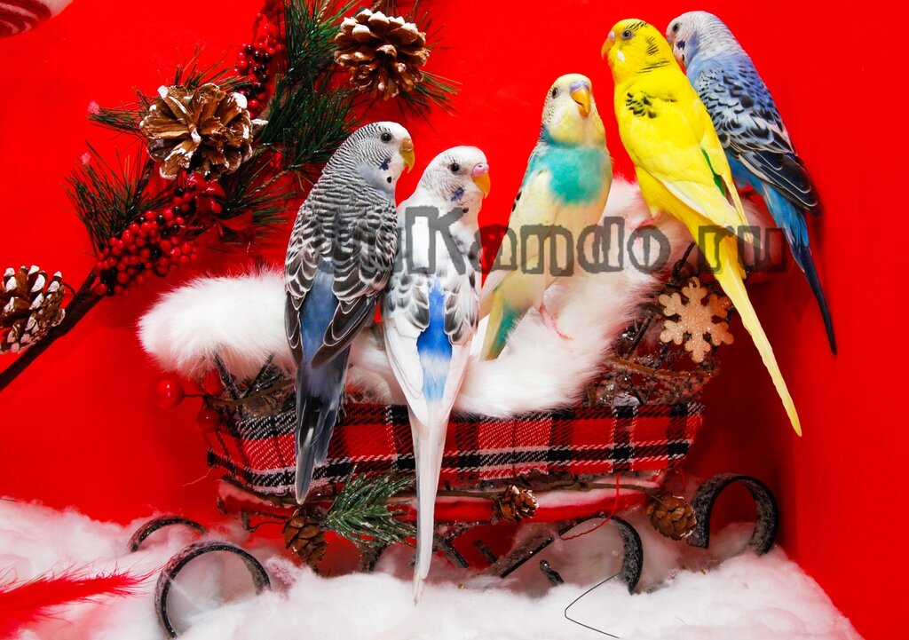 Pet shop TuKando.ru, Saint Petersburg, photo