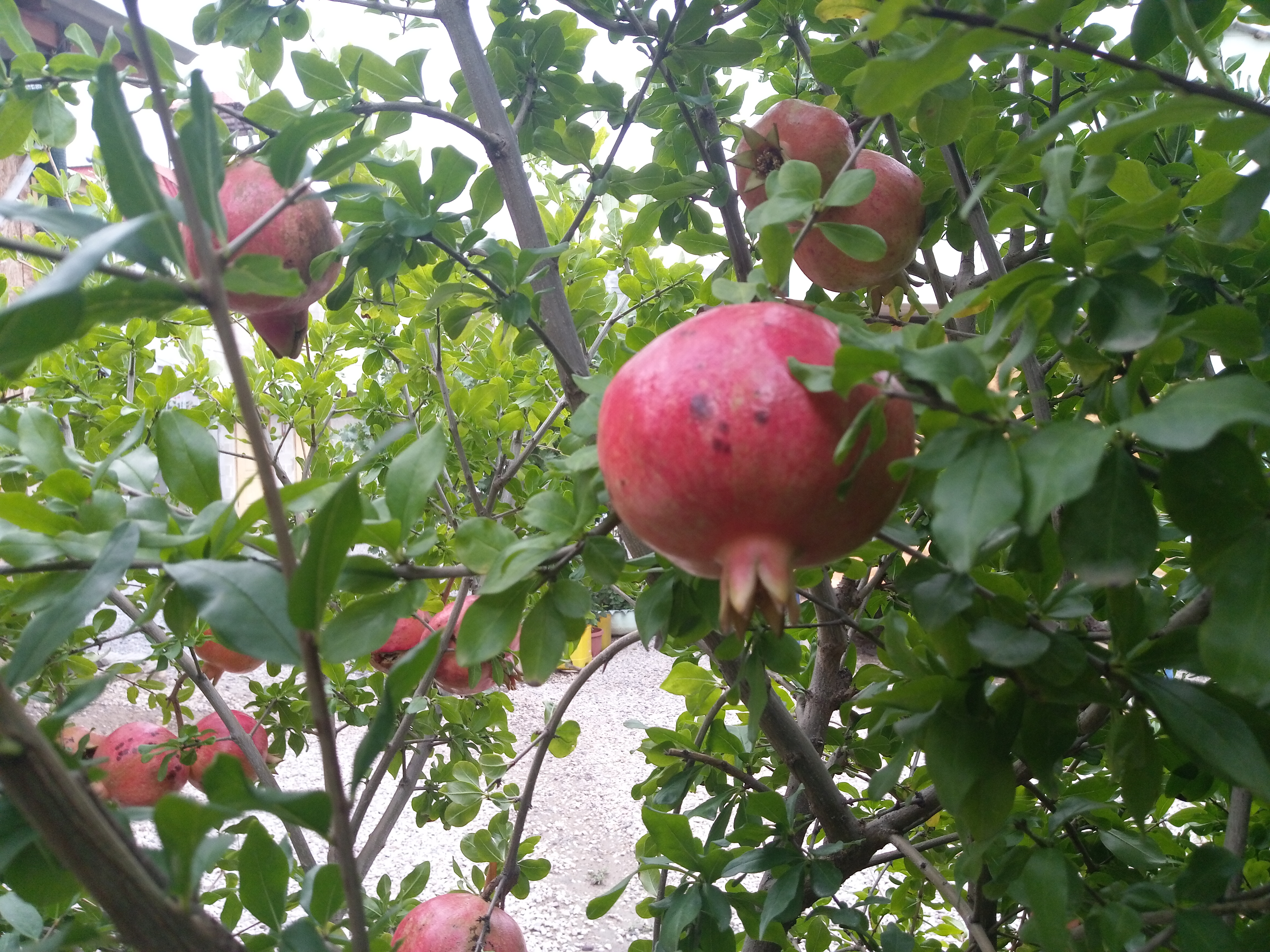 Фото Гостевой дом Оазис Судак