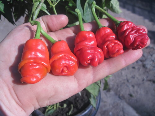 Перчик мальчика: найдено 80 картинок