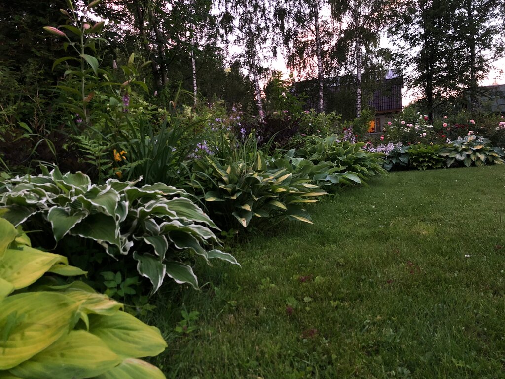 Garden center Irina Chaloy's nursery of ornamental plants, Yaroslavl Oblast, photo