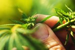 Higher Yields Cannabis Consulting (Colorado, Denver), business consulting