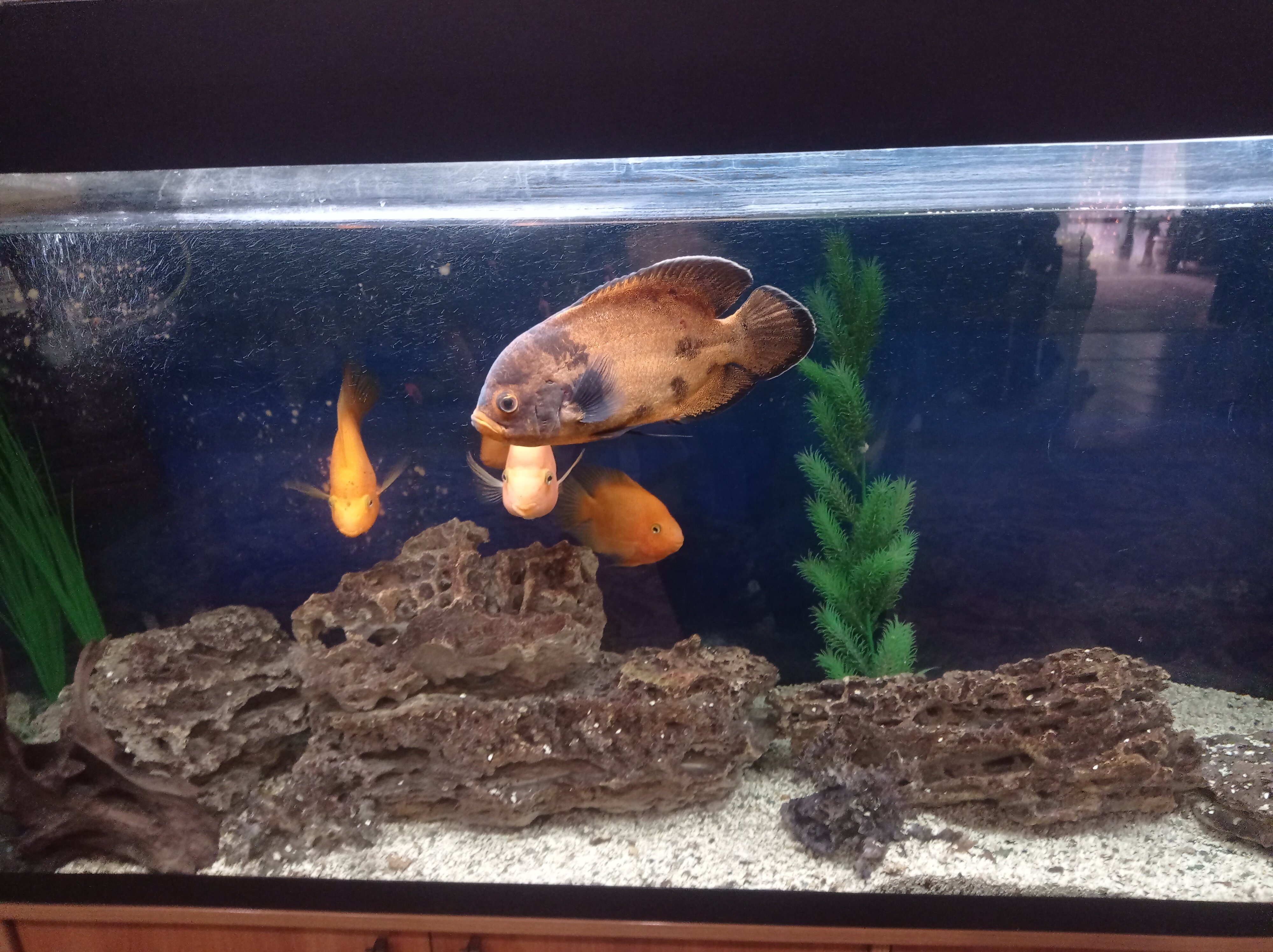 Фото Отель Диана Luxe