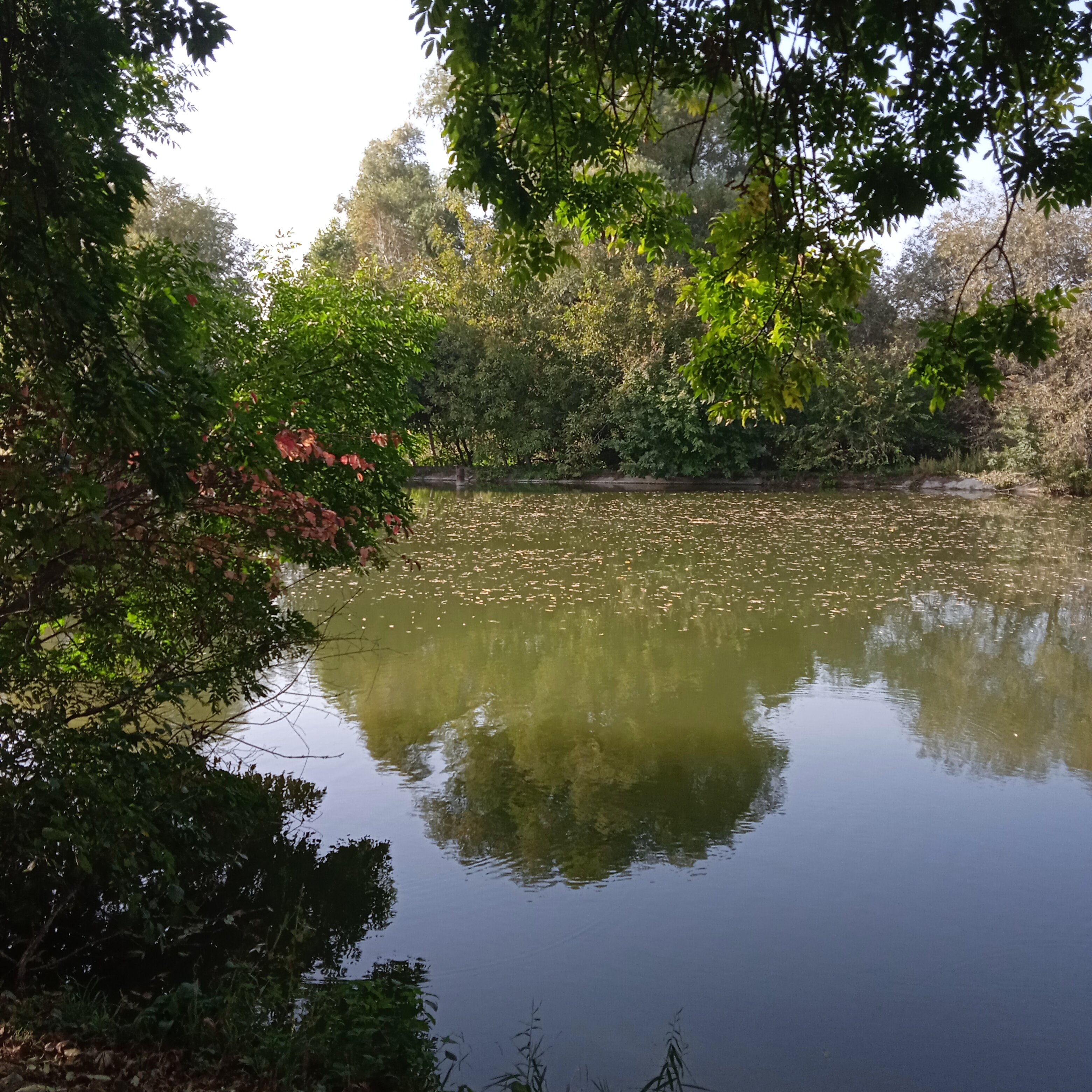 Фото Тихий пруд