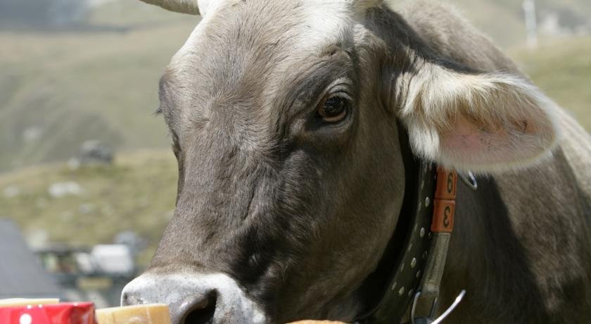 Фото Hamilton Lodge & SPA