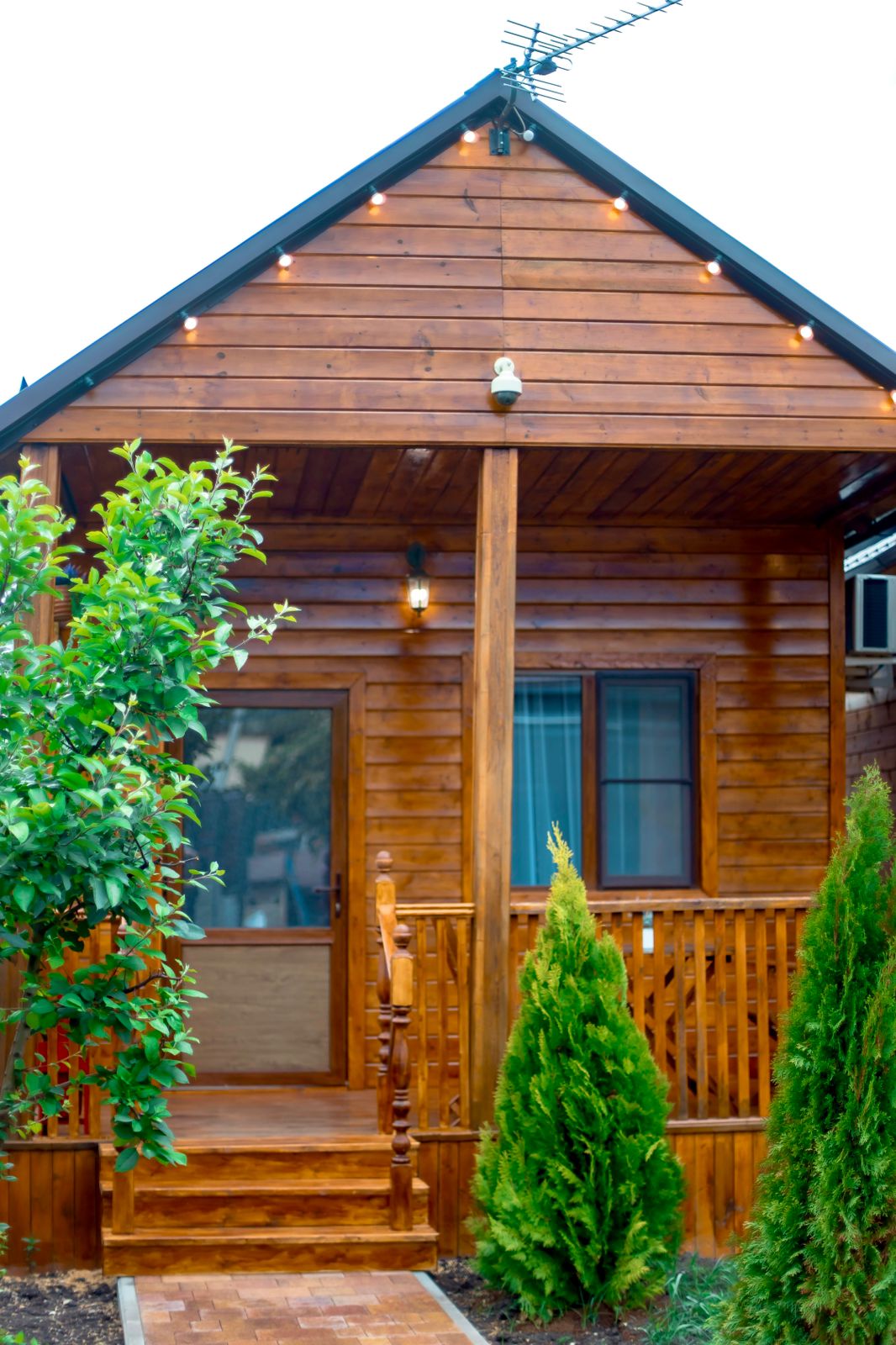 Фото Кипарис