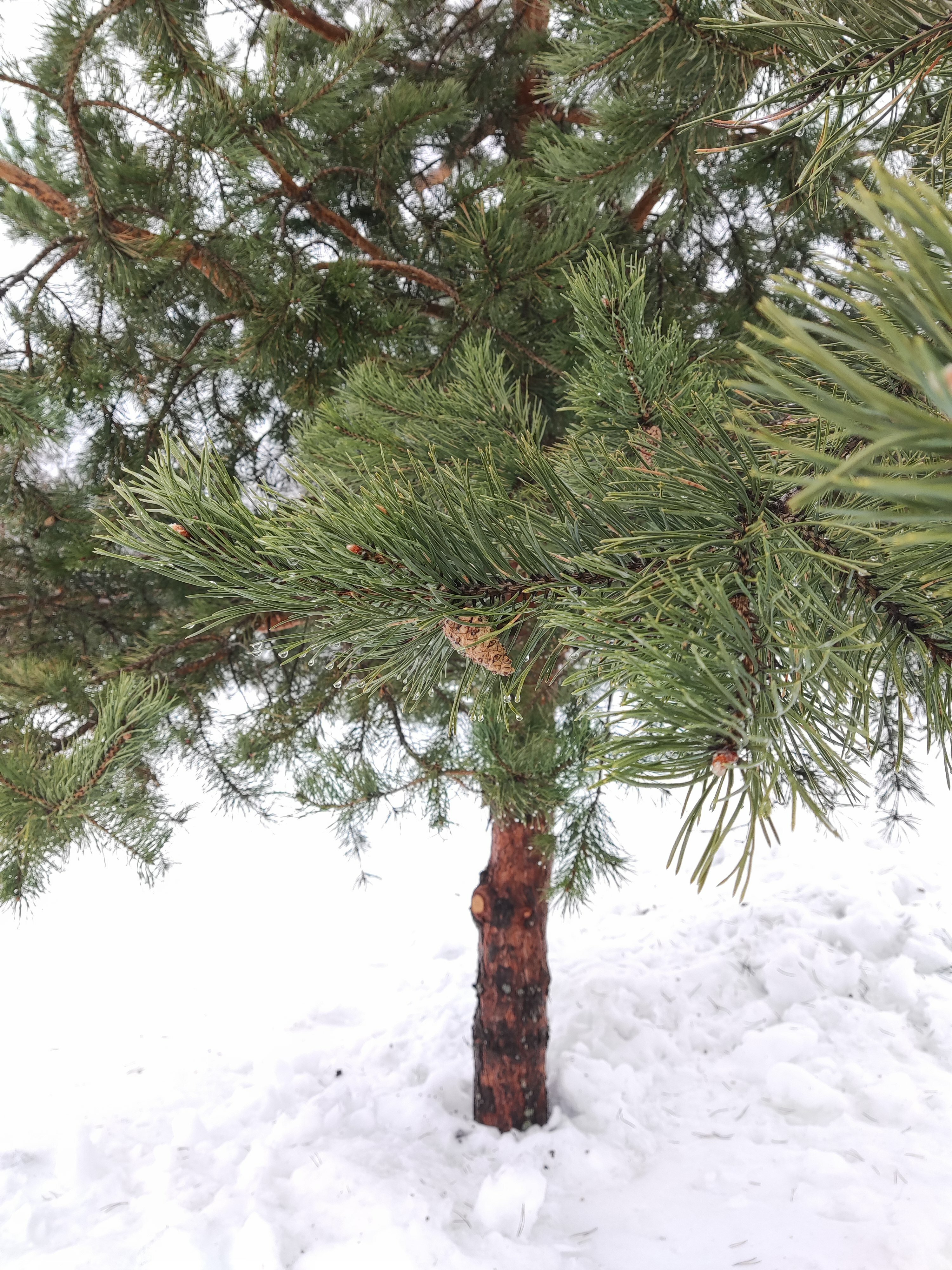 Фото Ярви Хаус