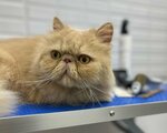 Груминг кошек (Dunayevskogo Street, 4), pet salon