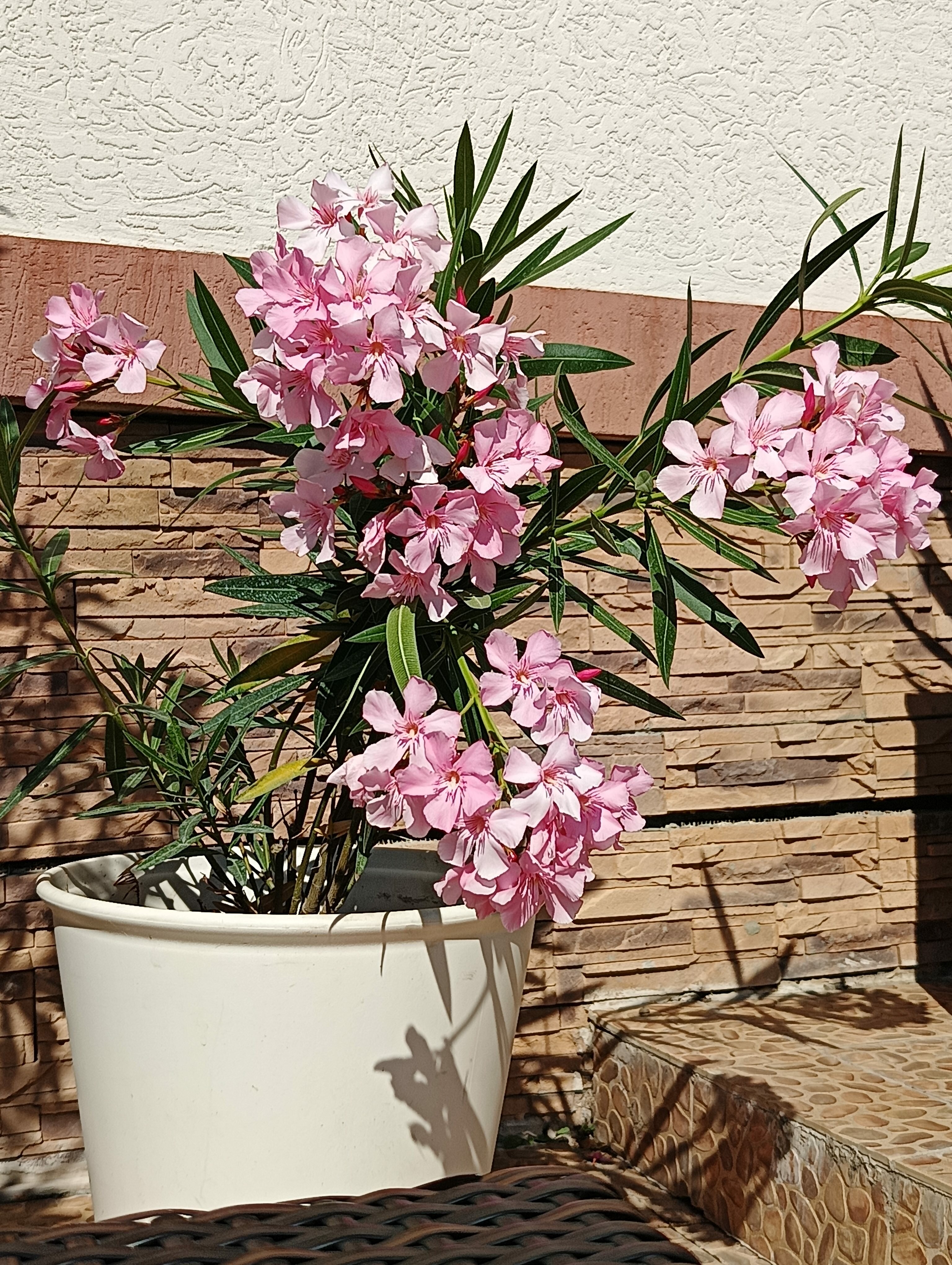 Фото Бонжур