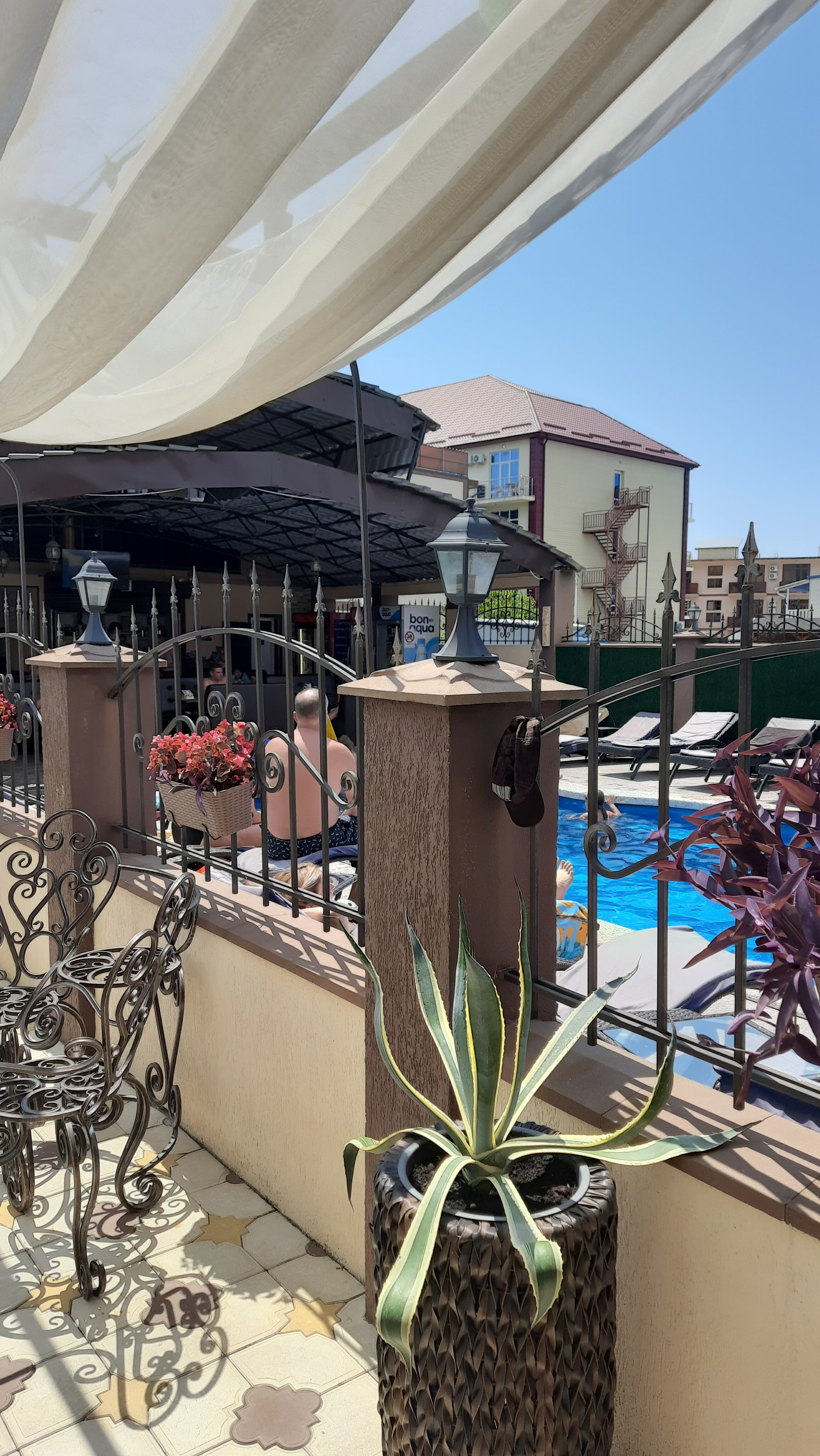 Фото Анютины Глазки