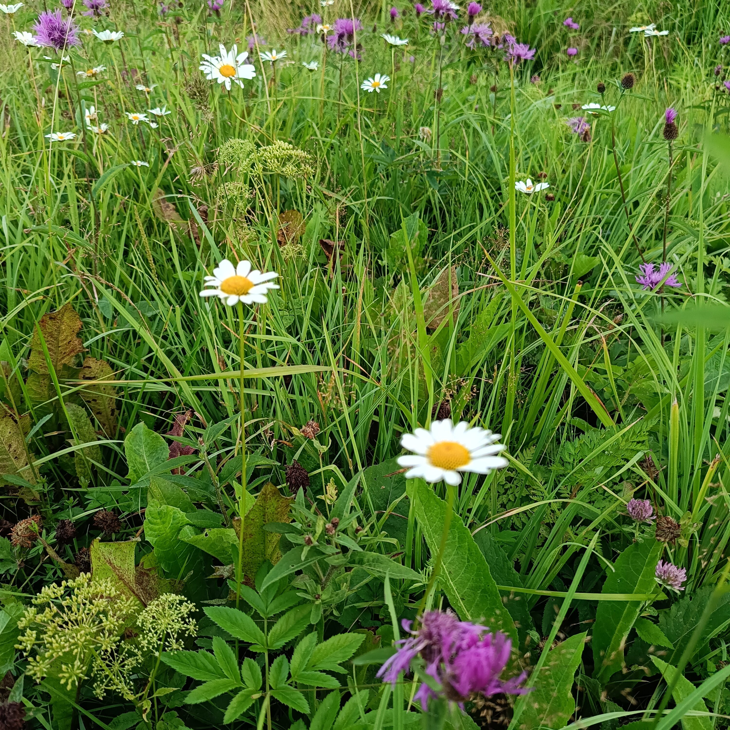 Фото Хутор Ярви