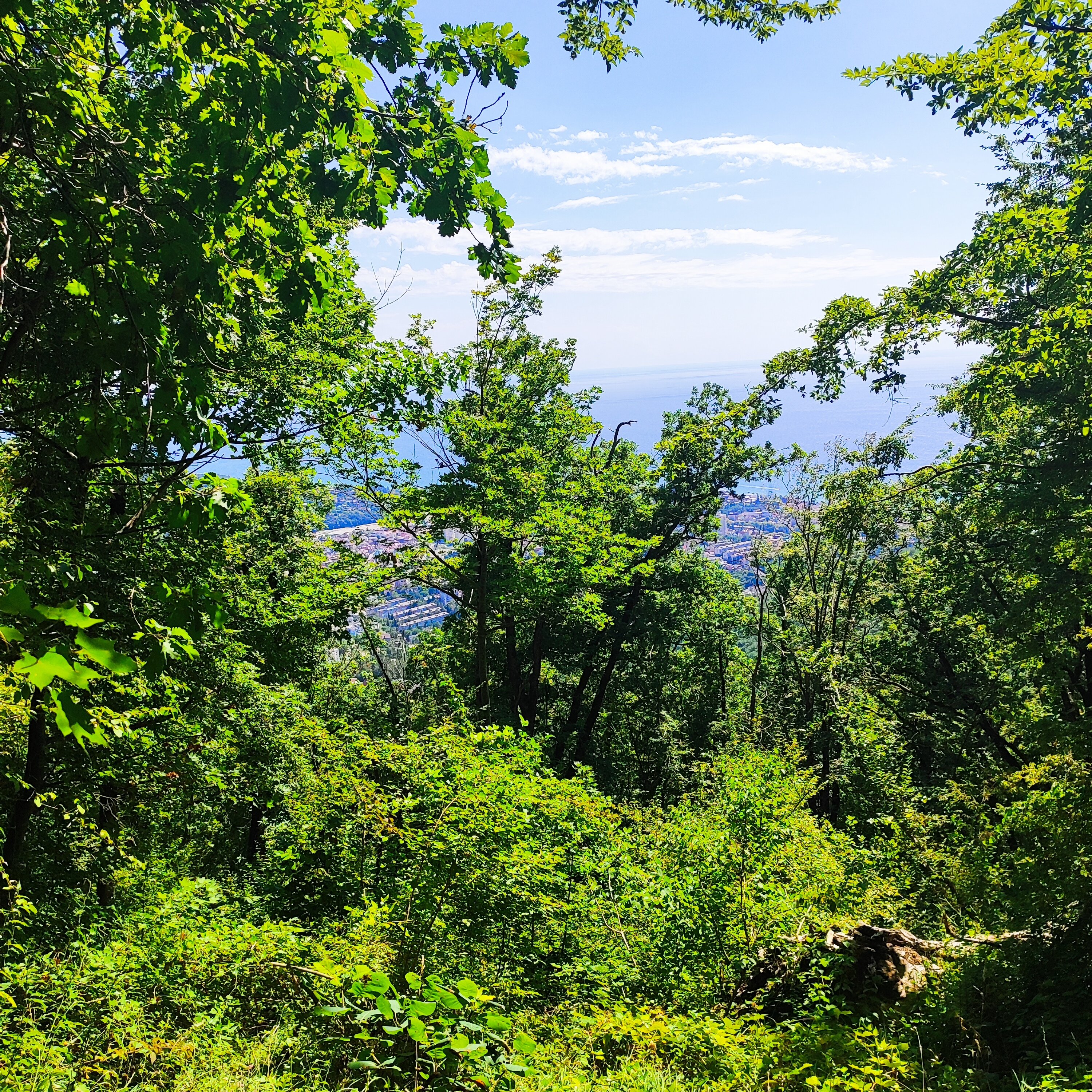 Фото Розмарин