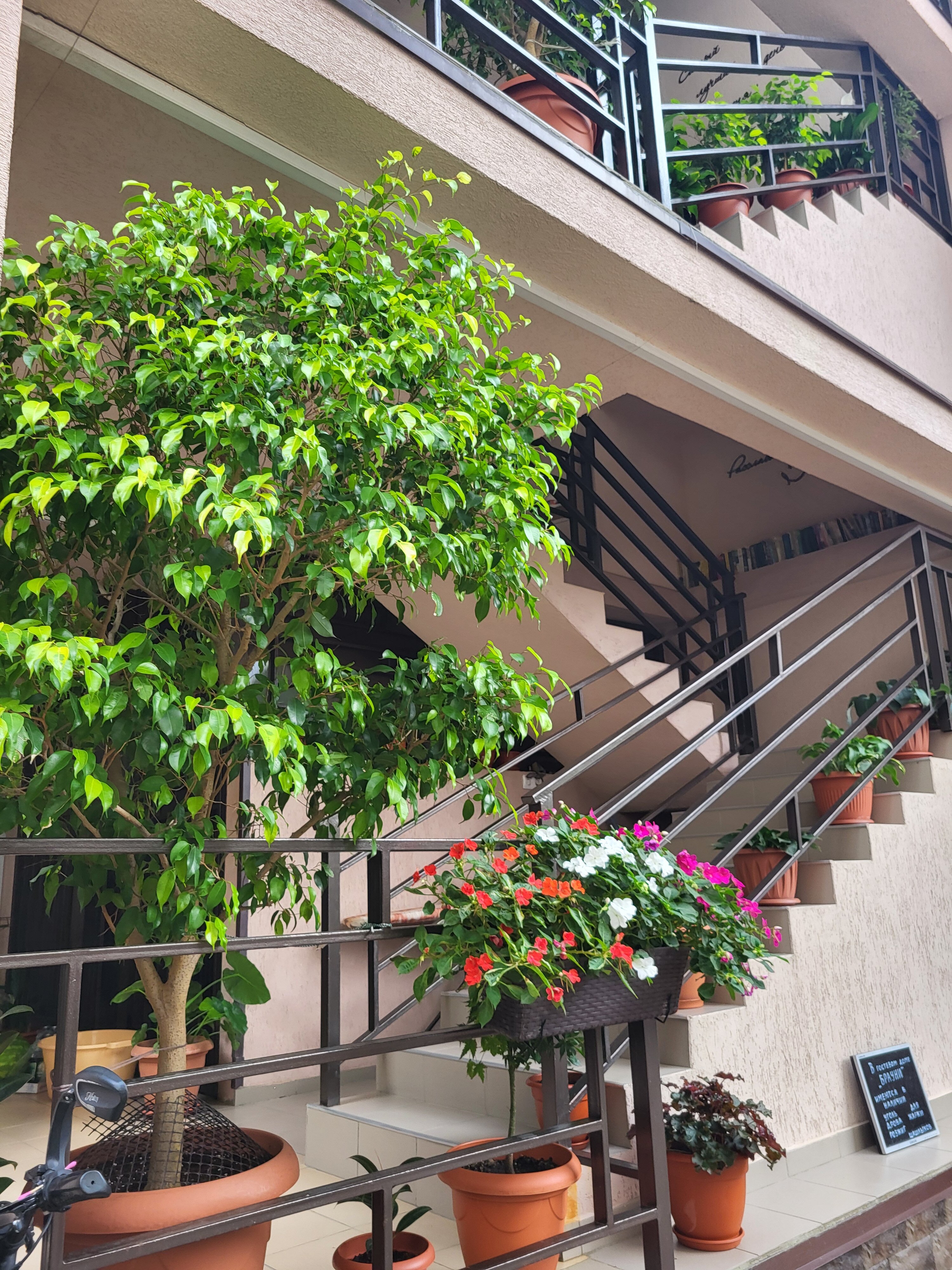 Фото Брауни