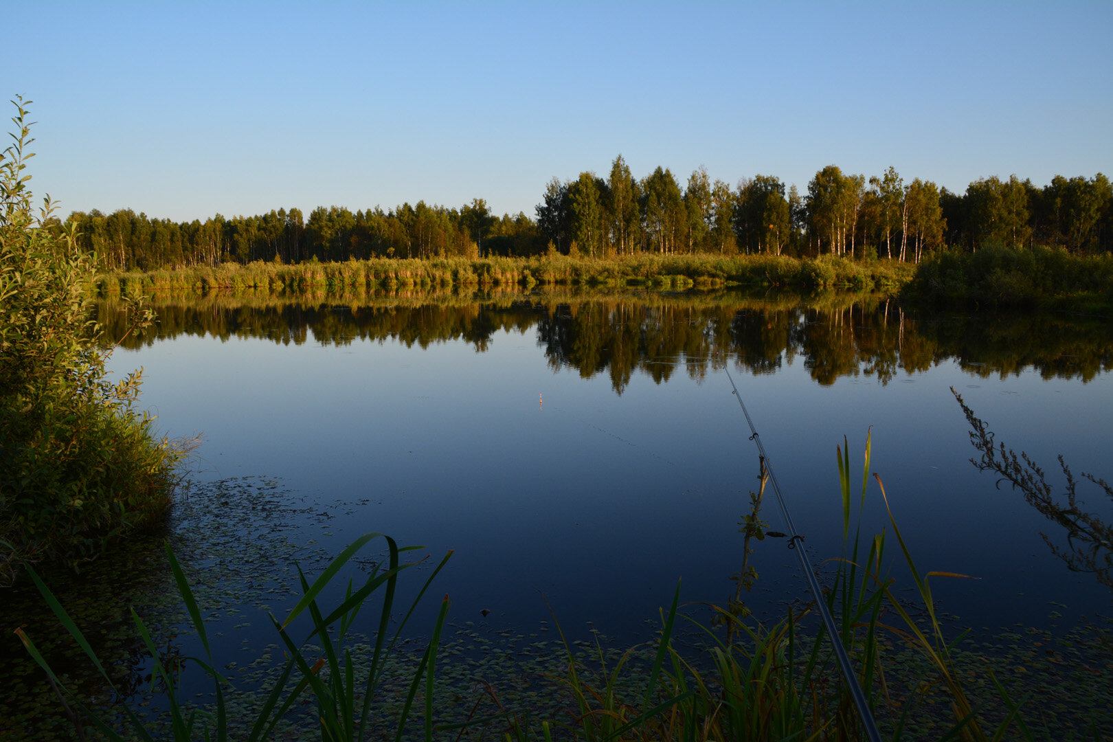 Фото Лес среди болот