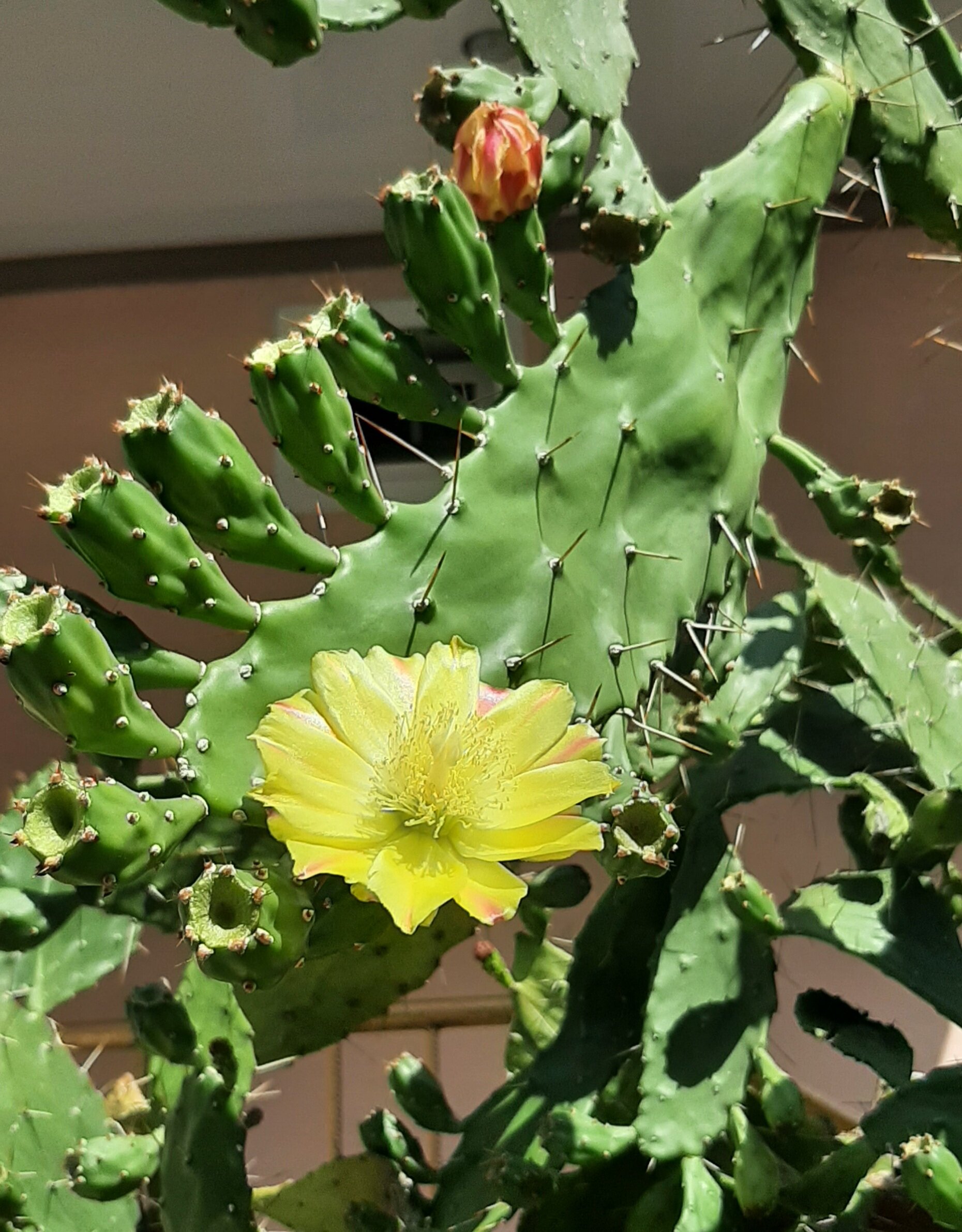 Фото Bamboo Garden