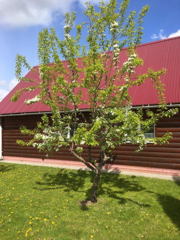 Фото Династия