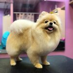 Zoosalon Amur (Kasimovskoe Highway, 57к1) ، صالون حيوانات أليفة