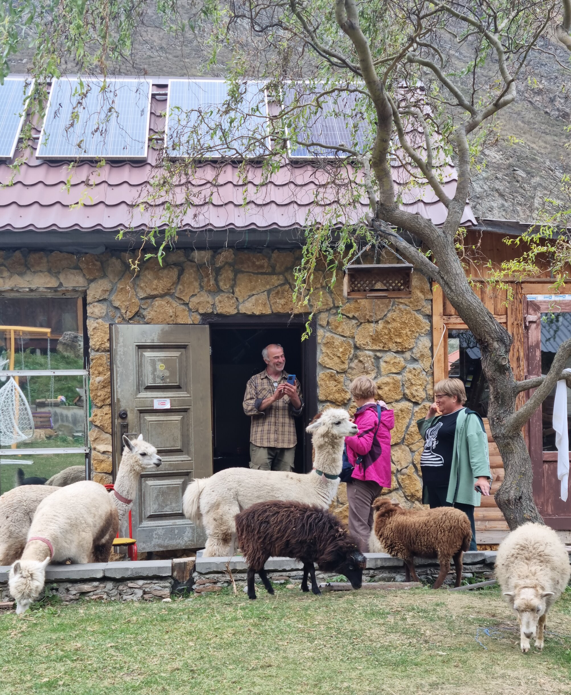 Фото Альпака