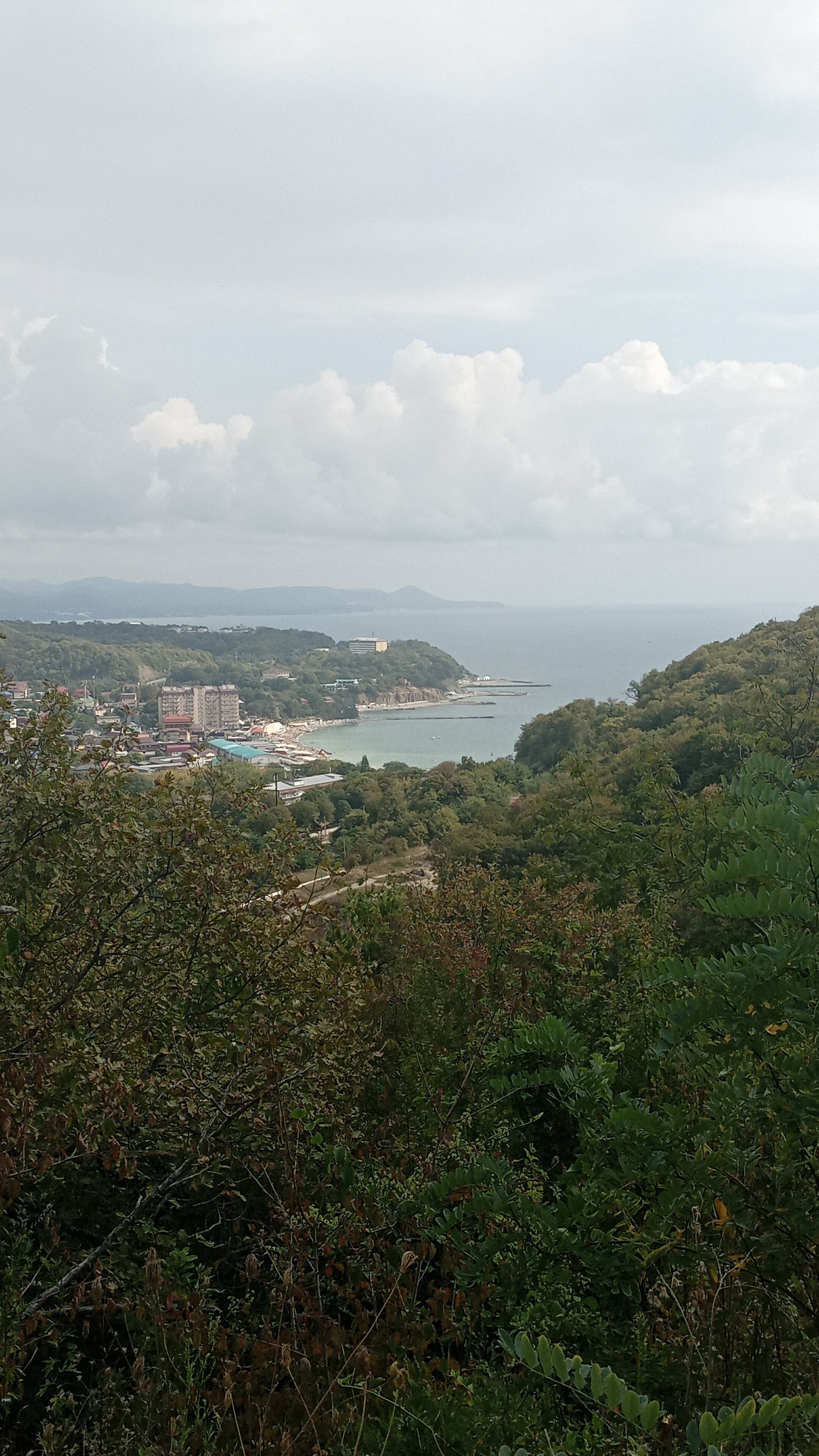 Фото Черноморская лоза