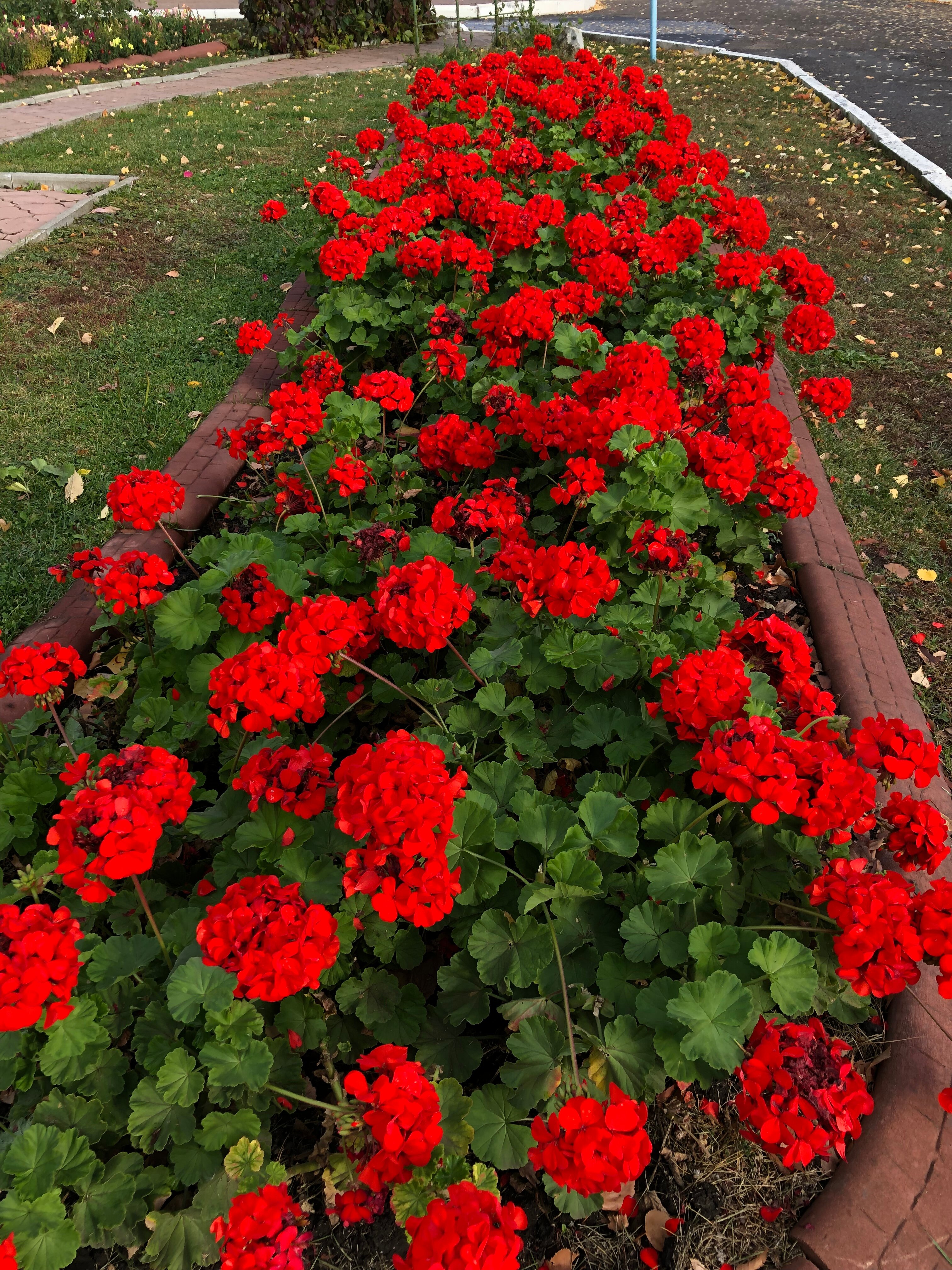 Фото Ромашкино