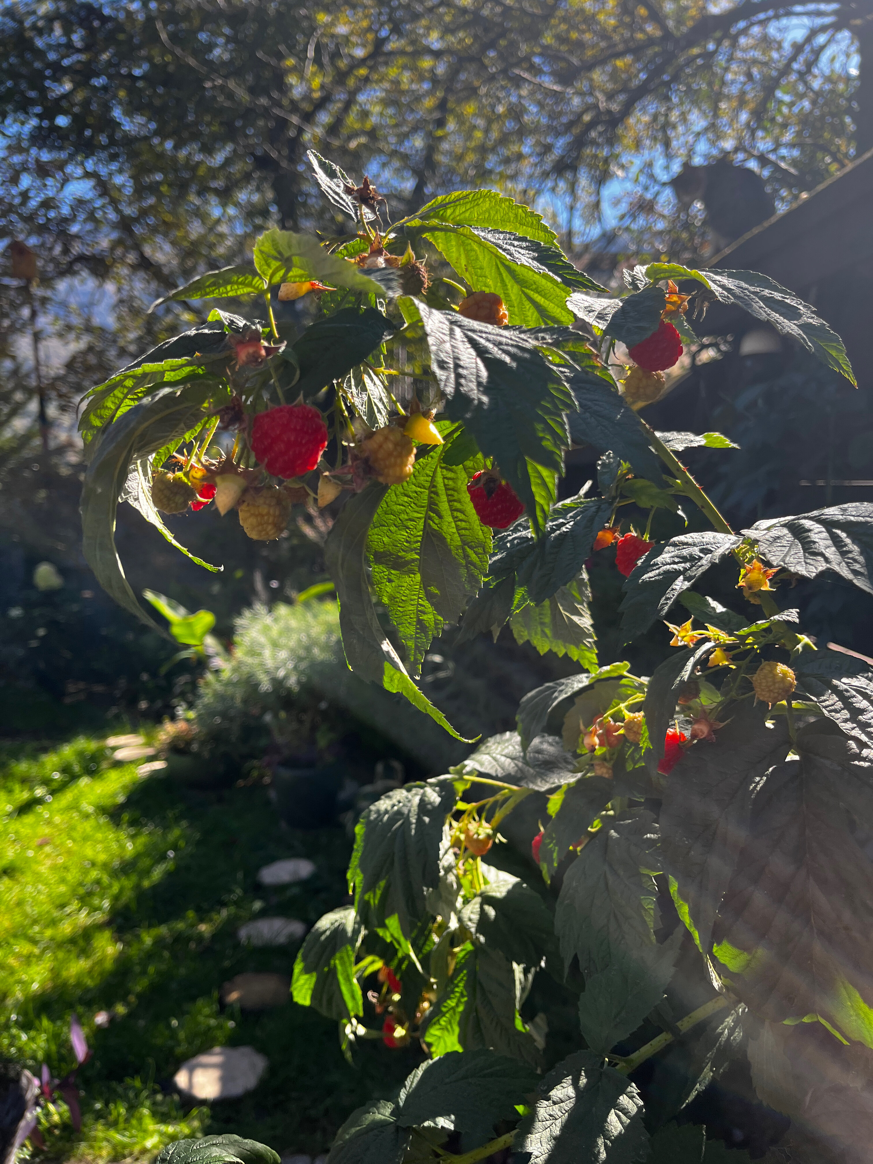 Фото Камин в снегах