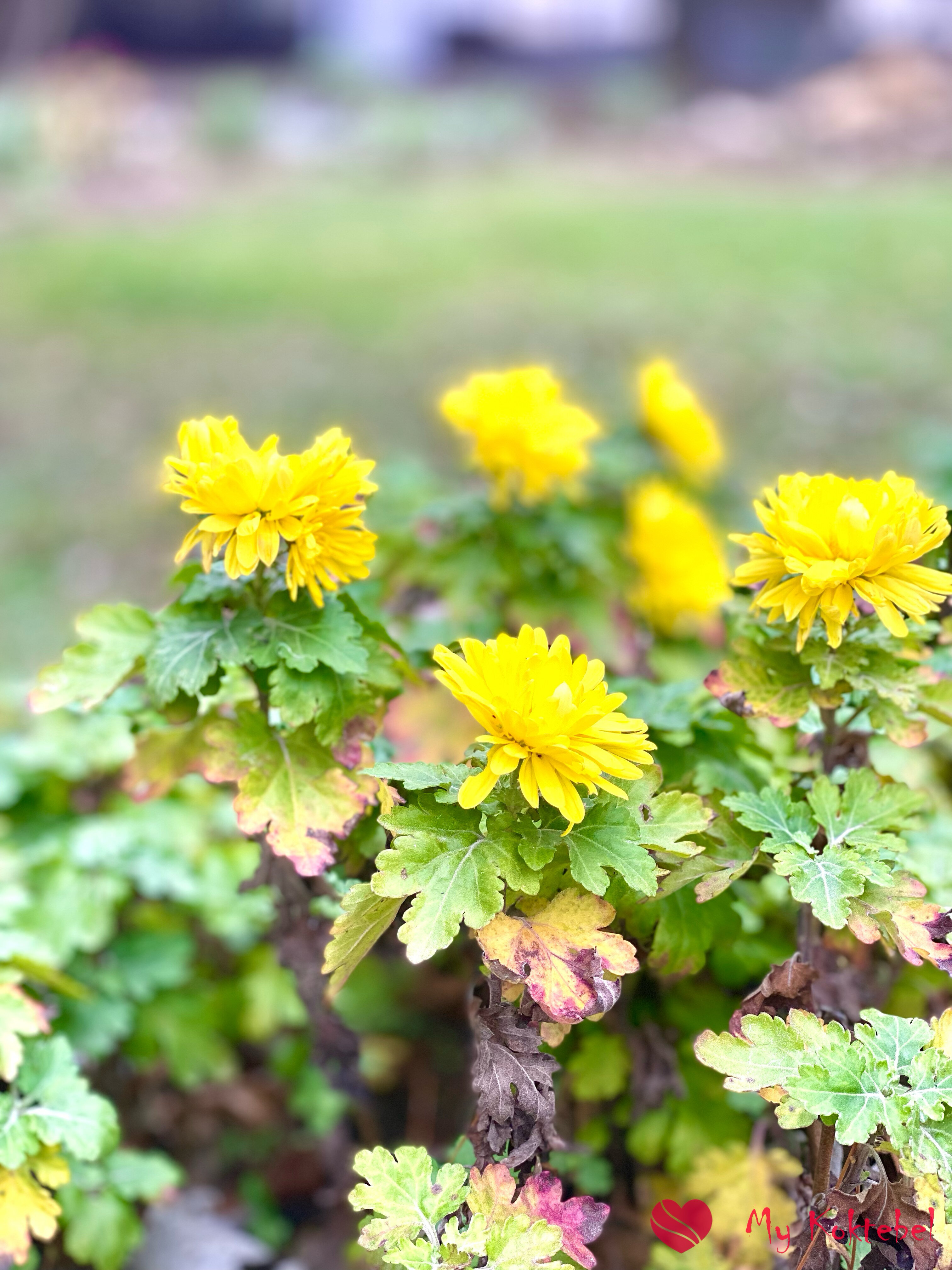 Фото Голубой залив