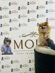 Modo (Fridrikha Engelsa Street, 50), pet salon