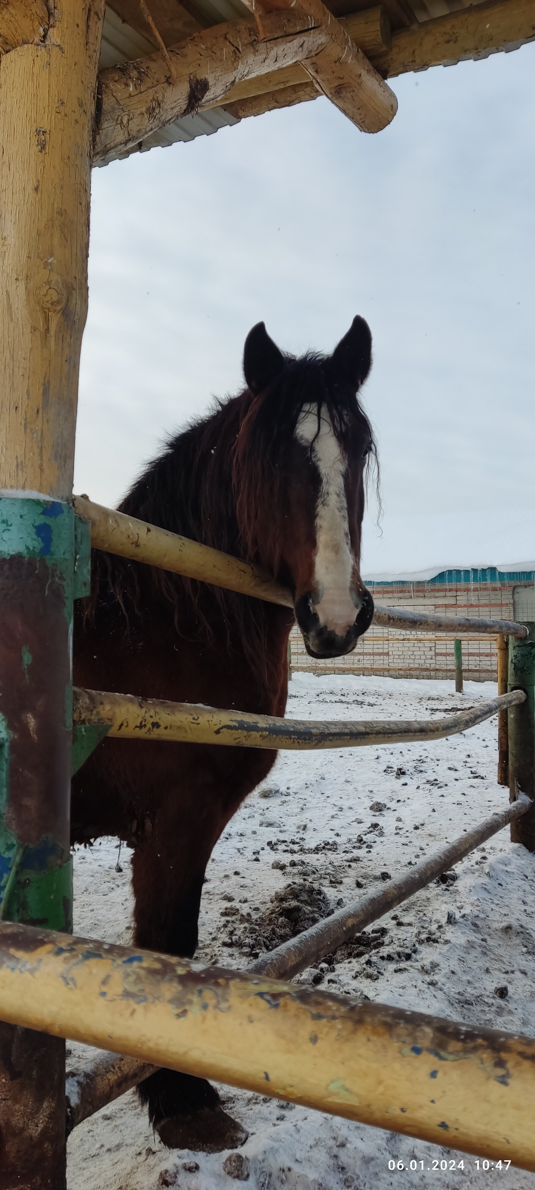 Фото Кумыска