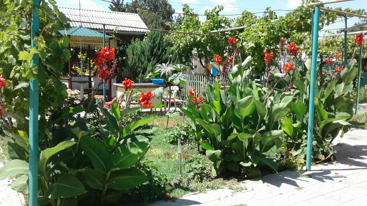 Фото Астери