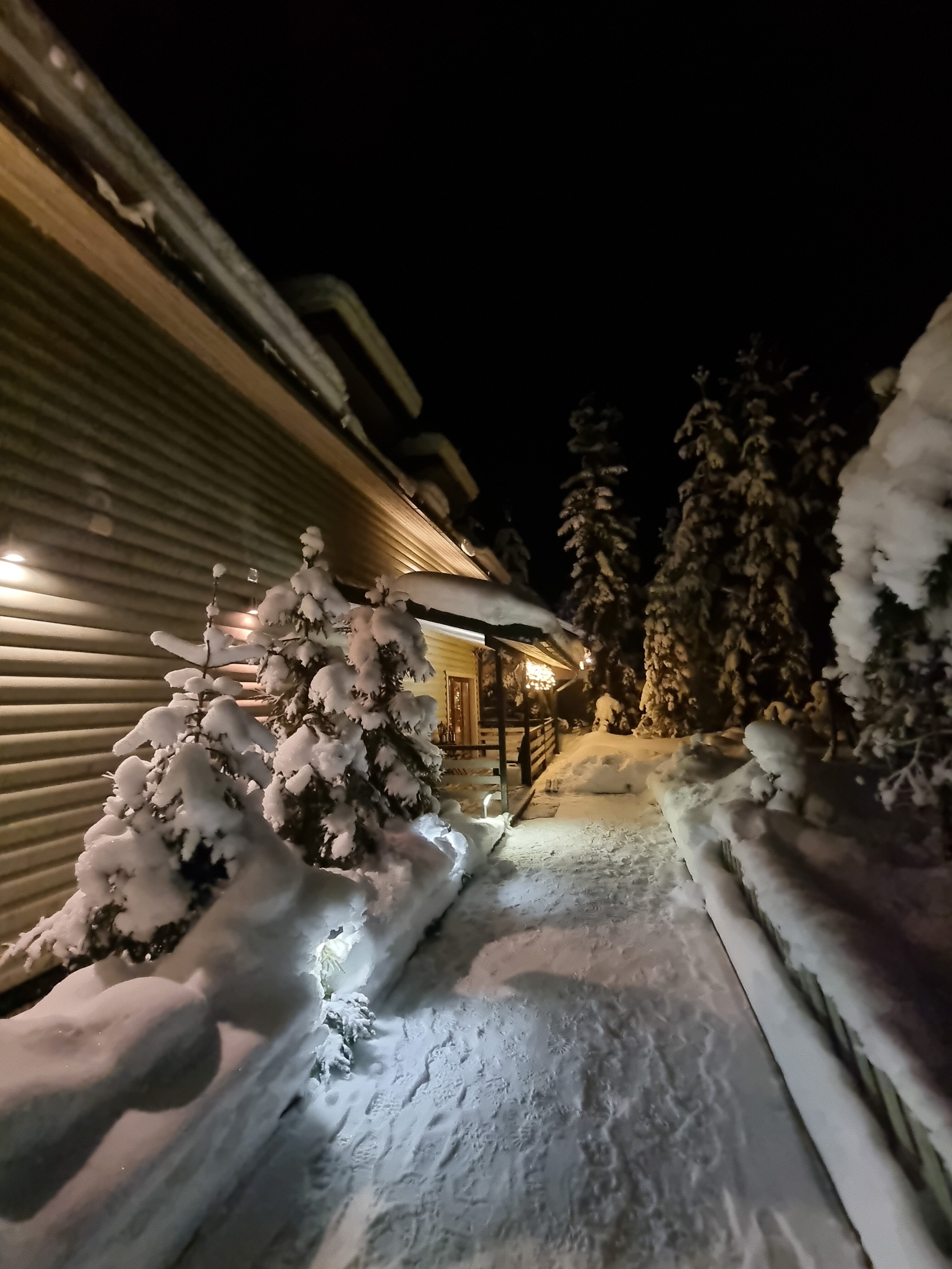 Фото Хвойный