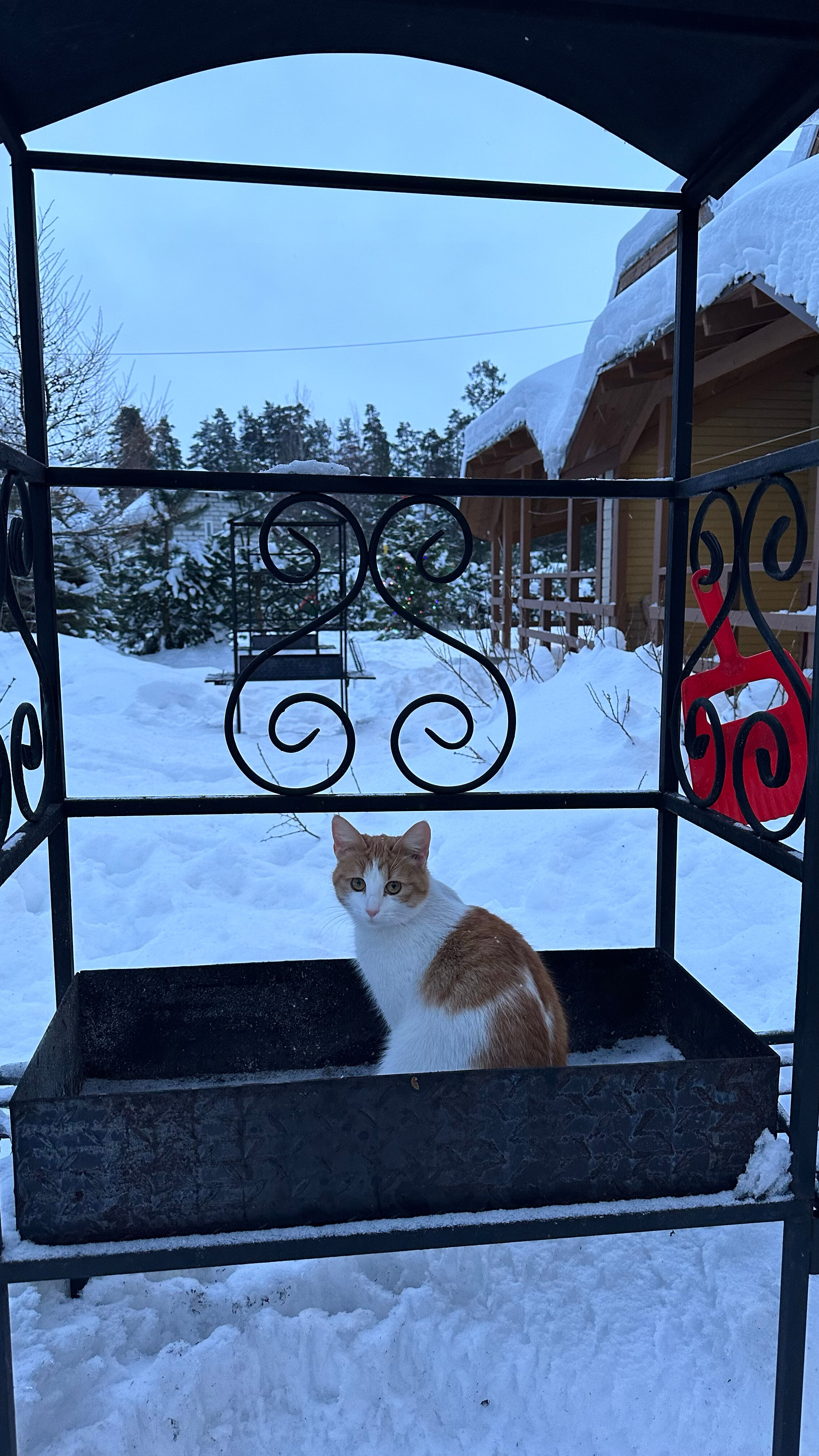 Фото Мичуринский дворик