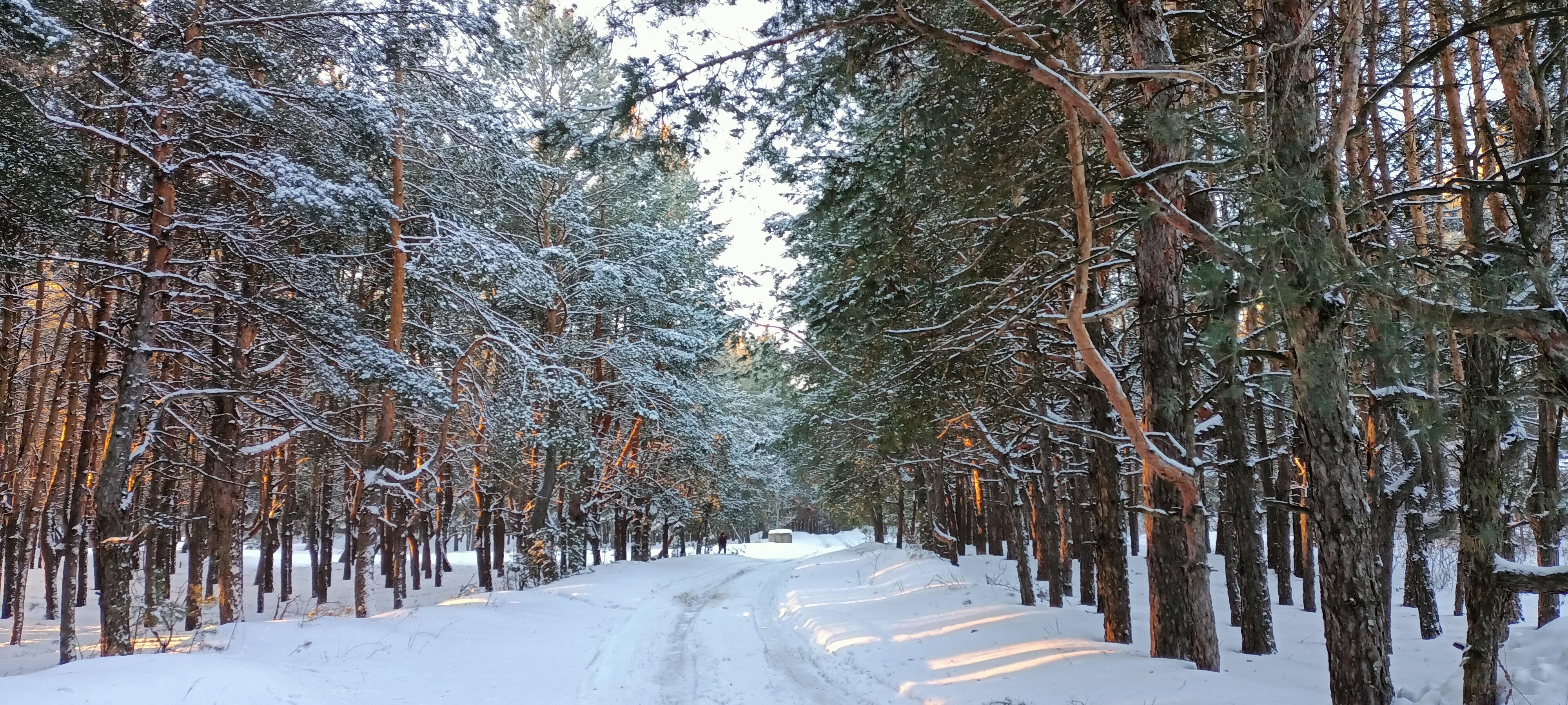 Фото Изумрудный лес