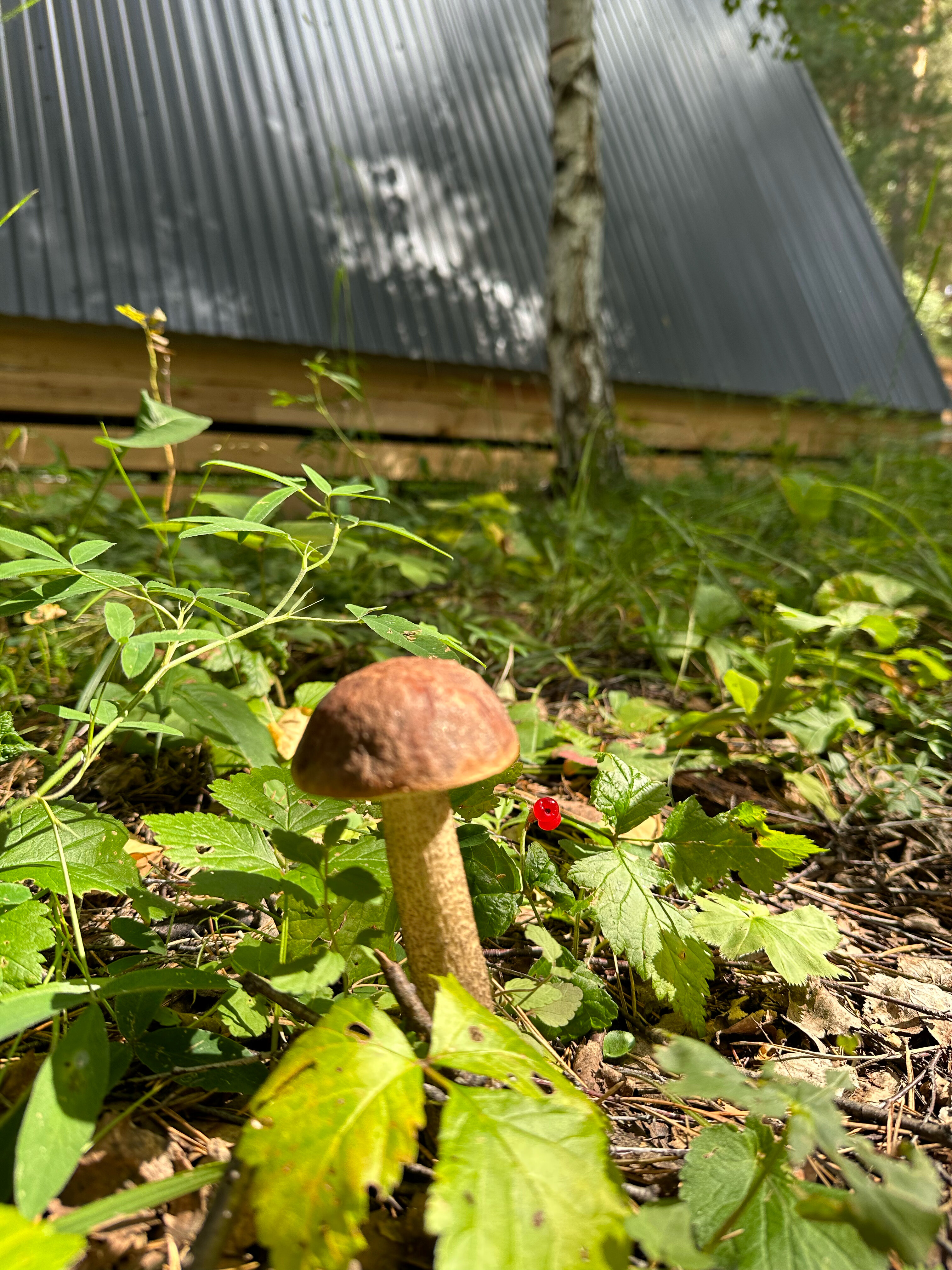 Фото Дом в лесу