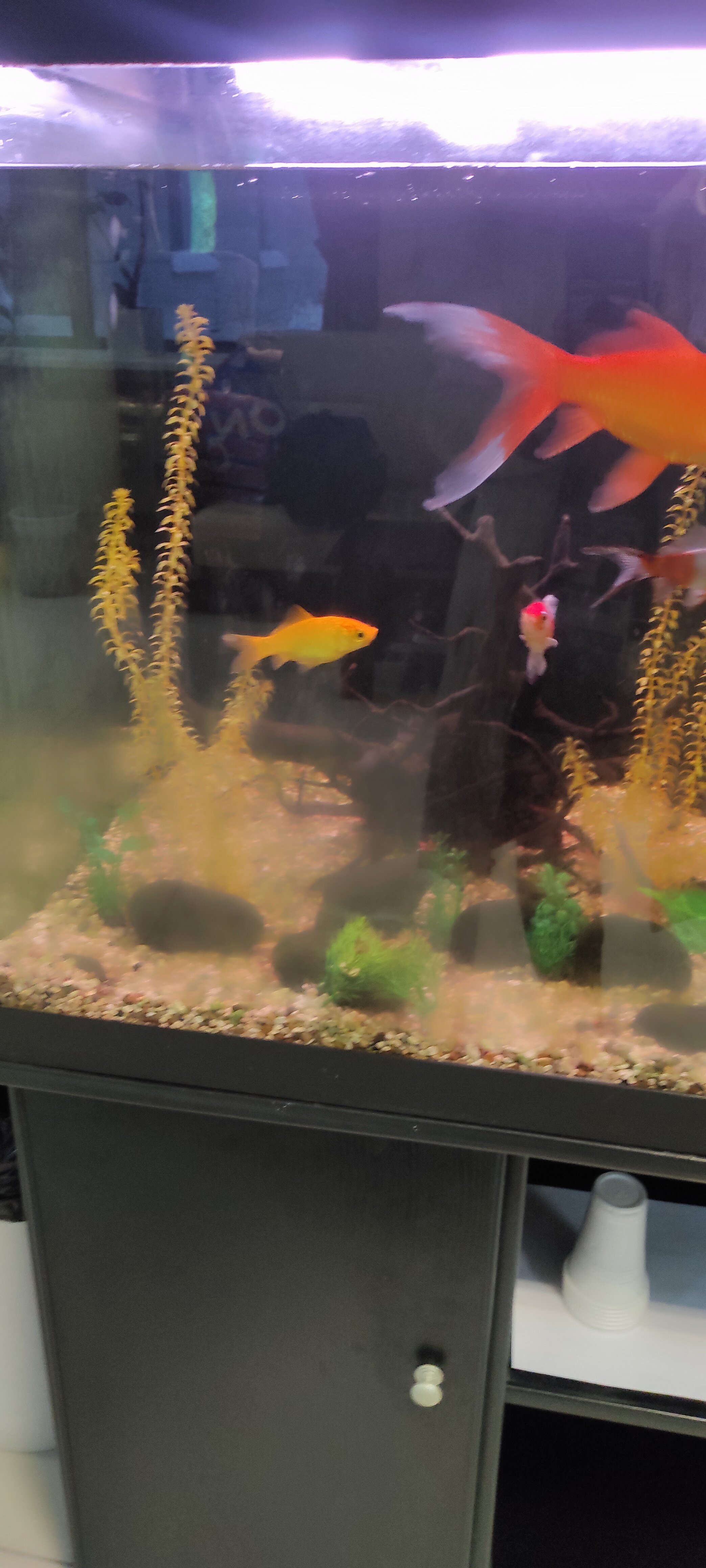 Фото Алексеевский