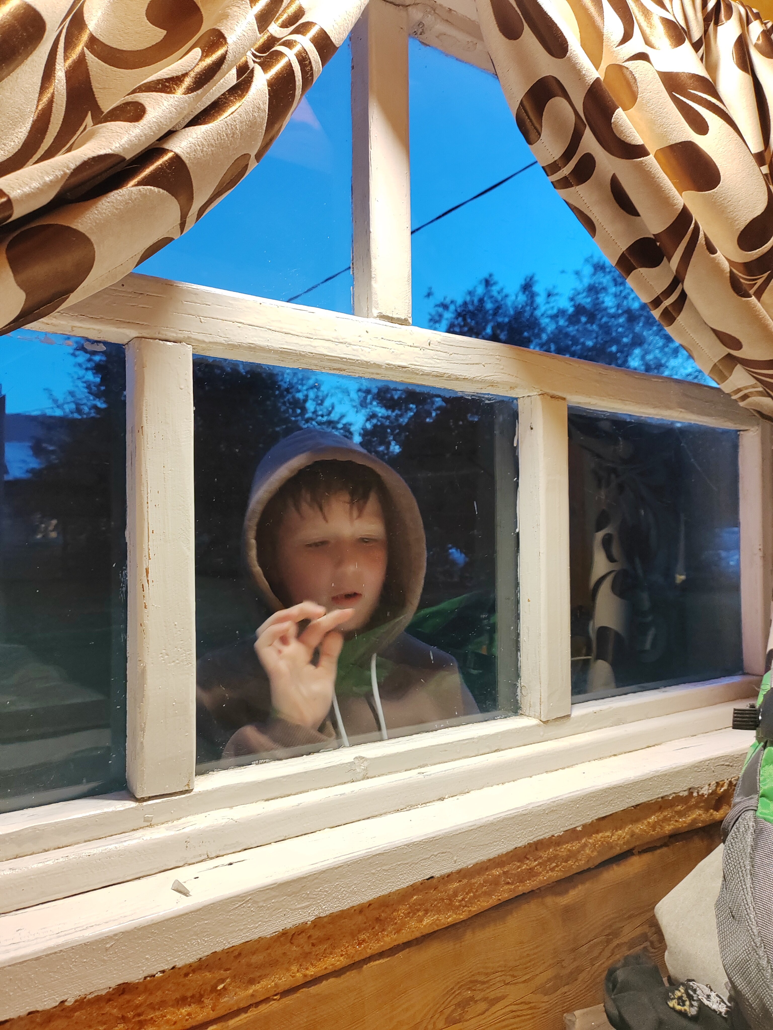 Фото Золотая пчела