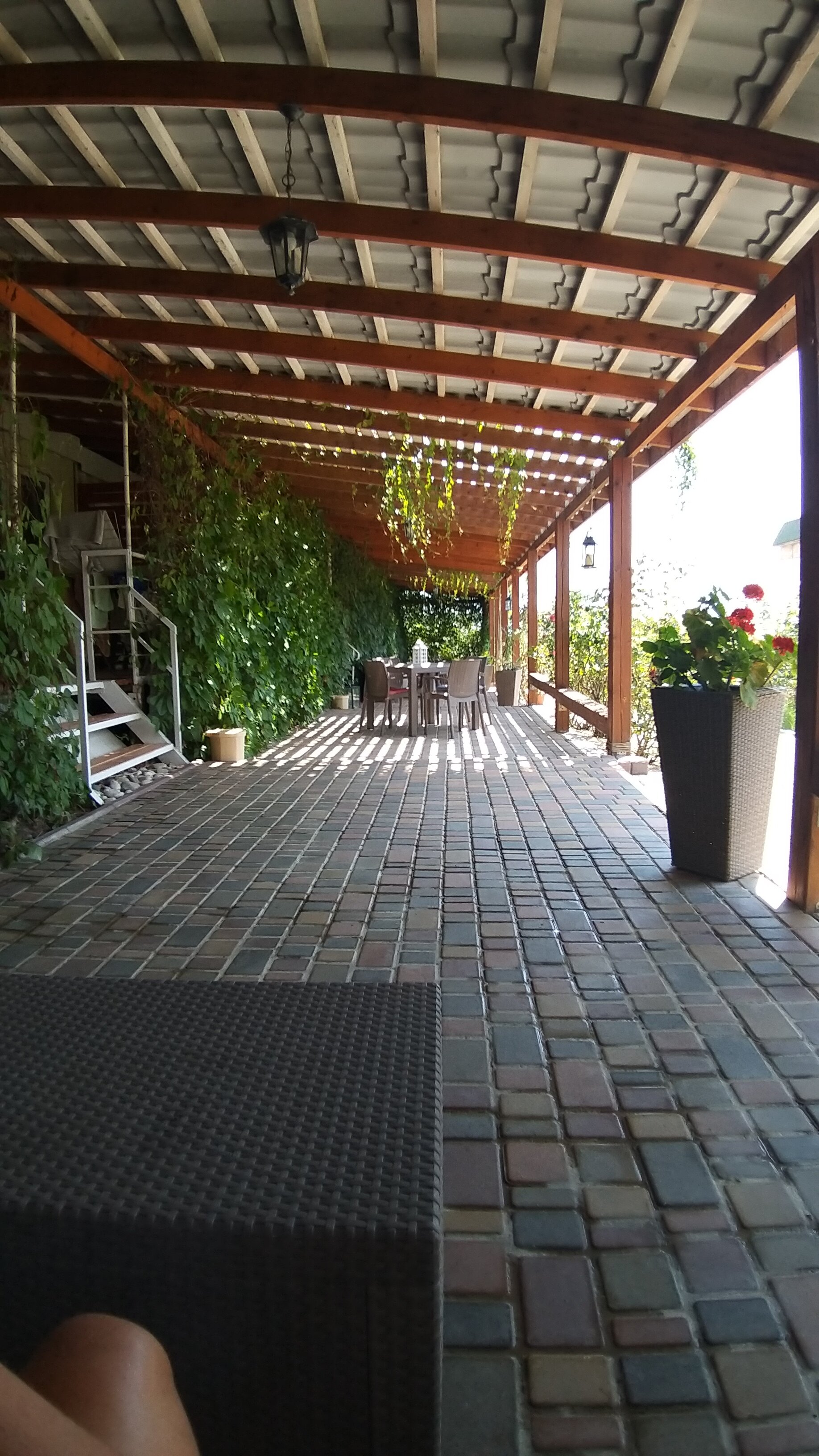 Фото Кактус