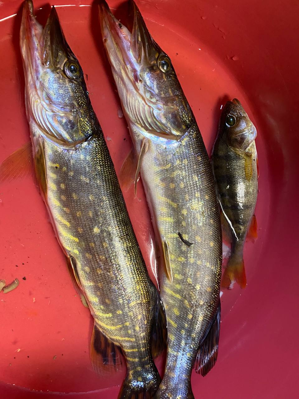 Фото Hunter Paradise