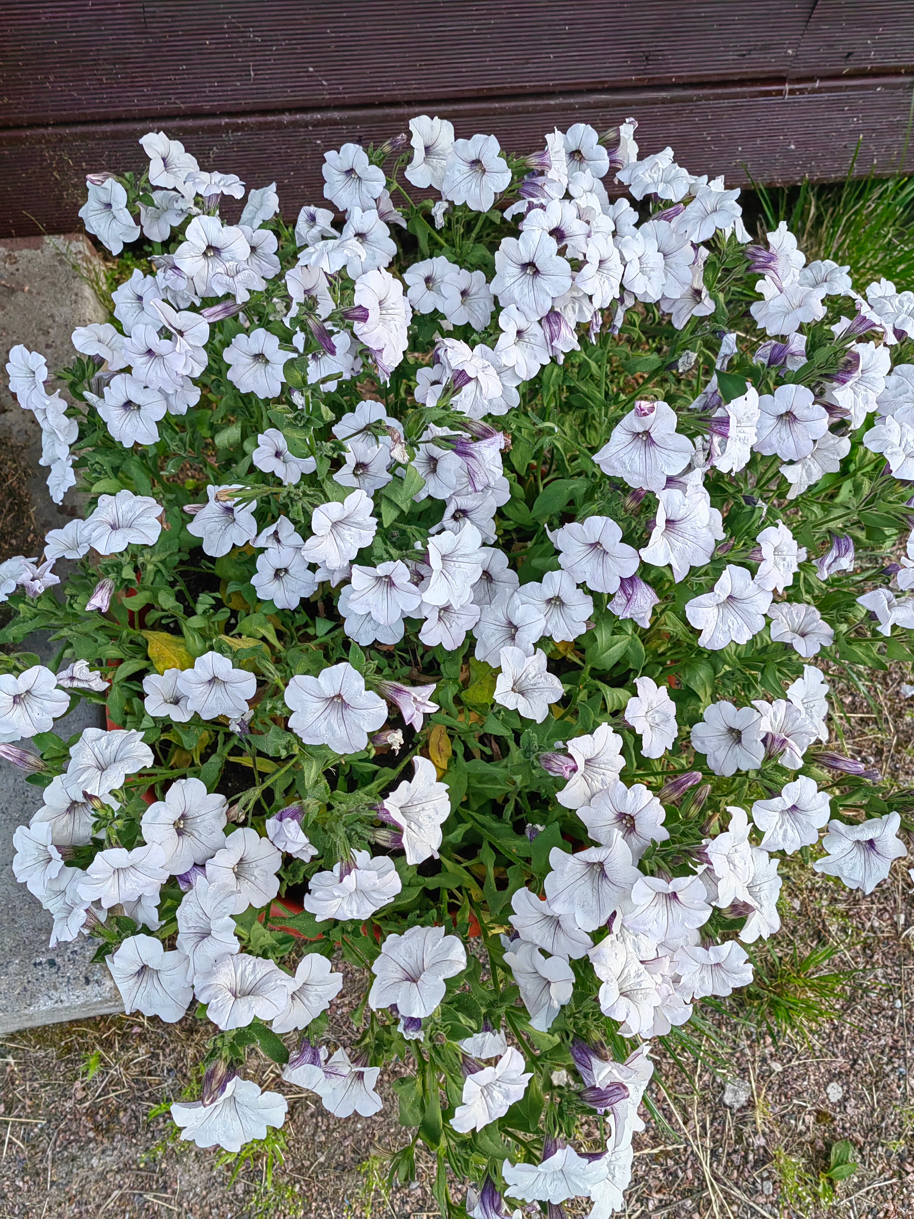 Фото Логи Апарт