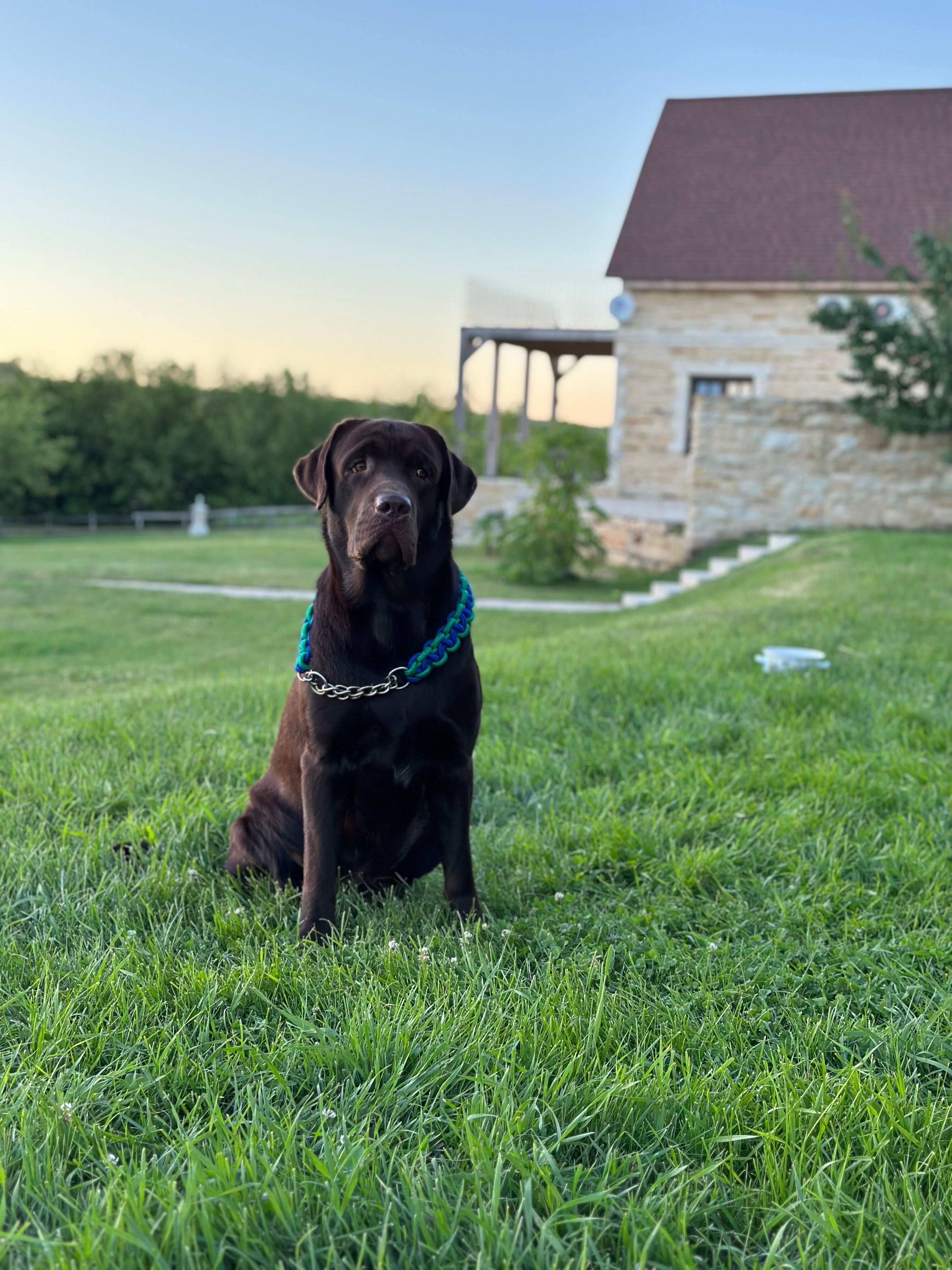 Фото Мальвы