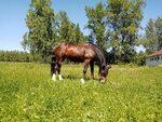 Кони в яблоках (просп. Гагарина, 234), конный клуб в Нижнем Новгороде