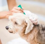 Drug (Sovetskaya ulitsa, 220), veterinary clinic