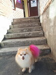 Pushistik (Ilyushina Street, 8), salón de mascota, peluquería de animales