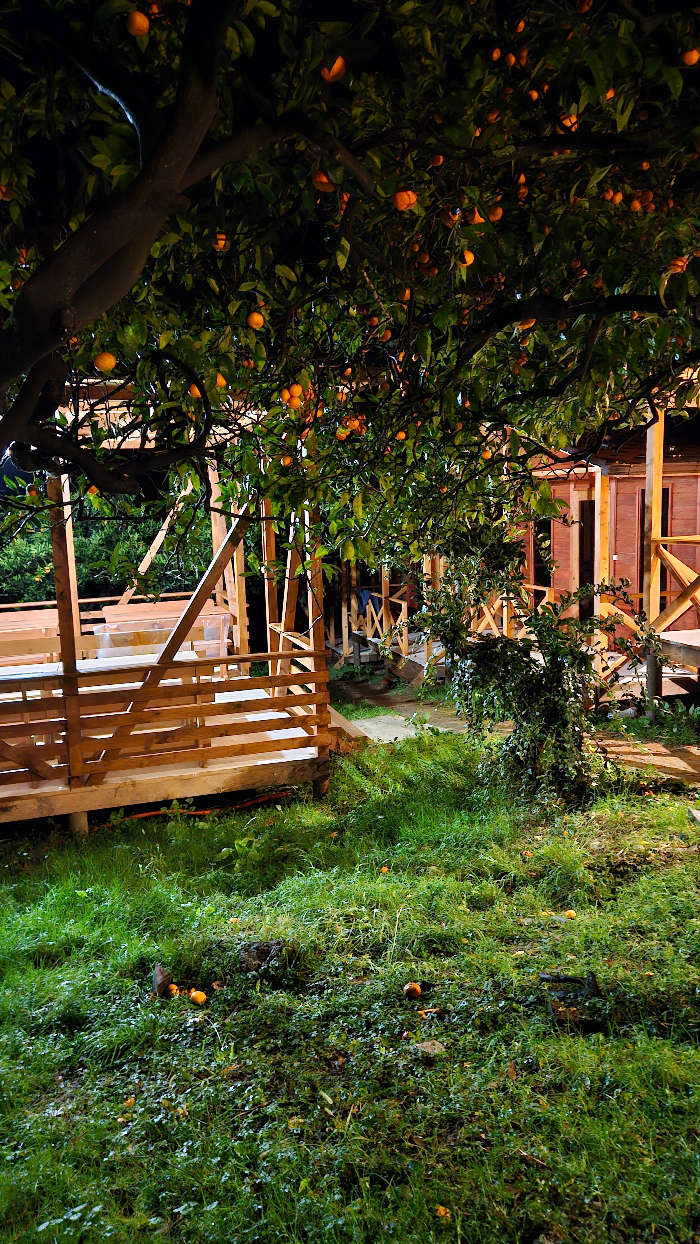 Фото Феникс