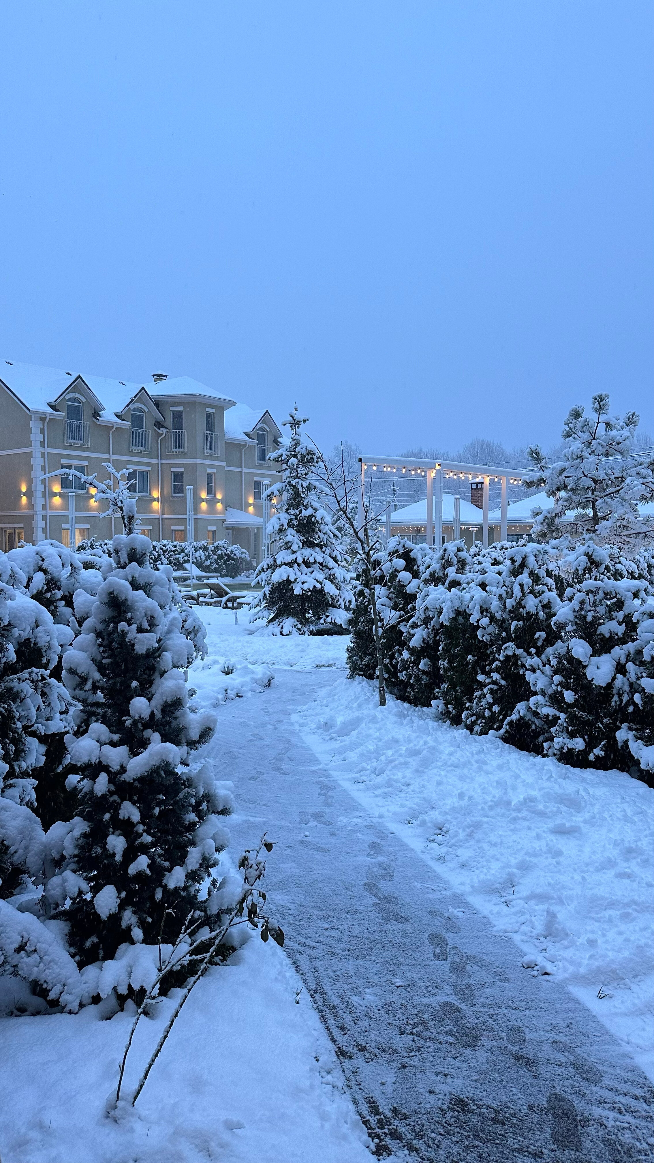 Фото Лаванда